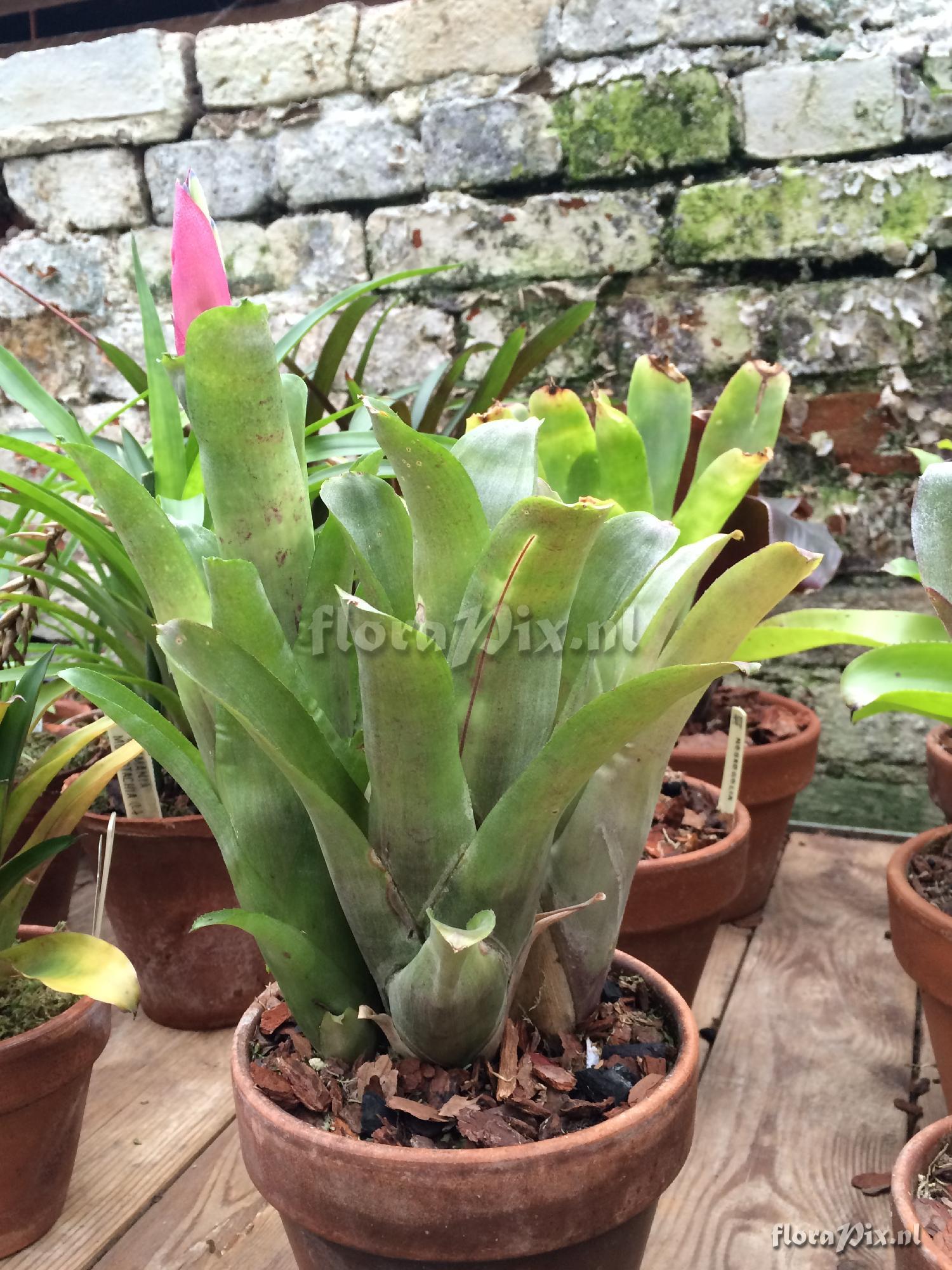 Billbergia 