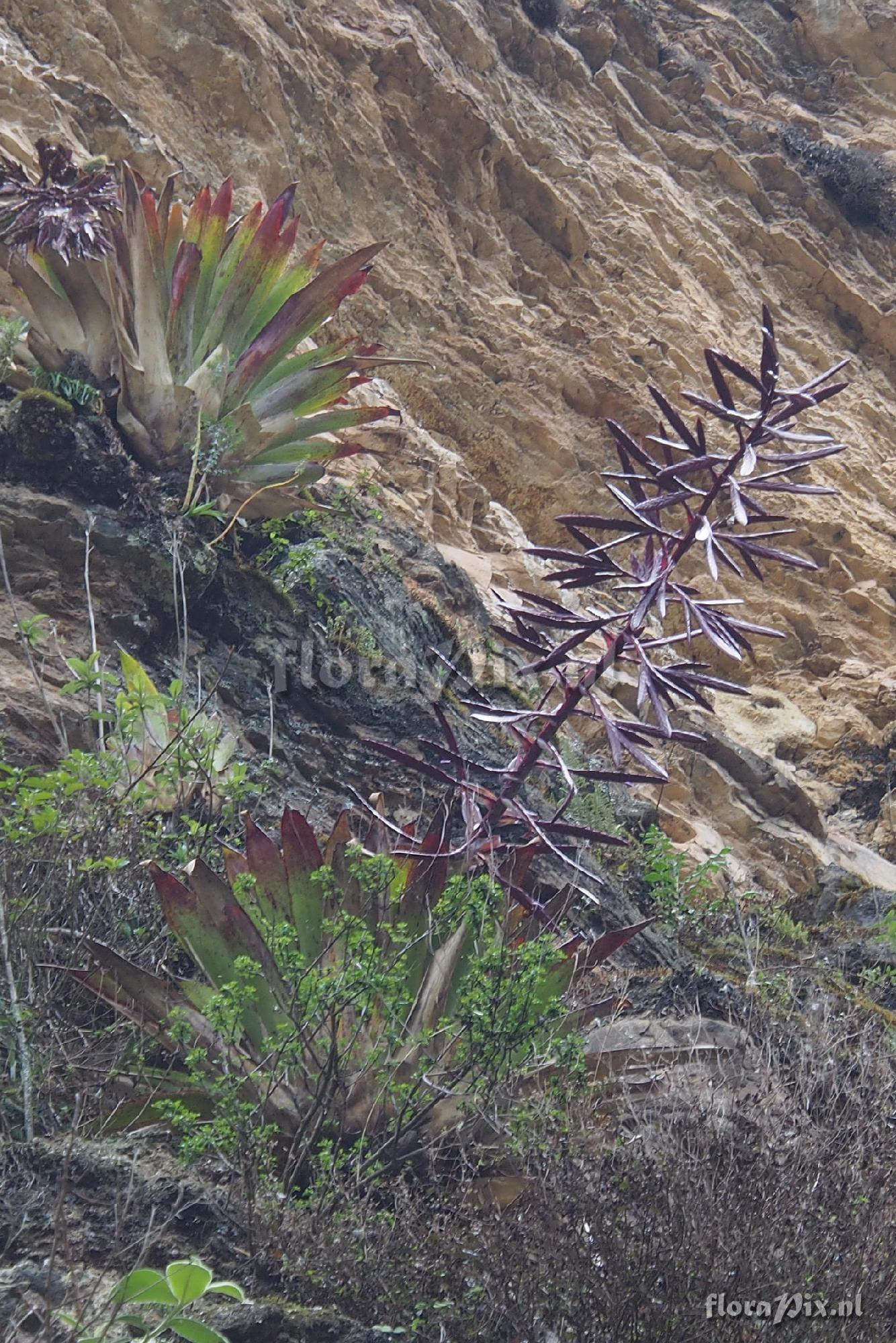 Tillandsia sagasteguii