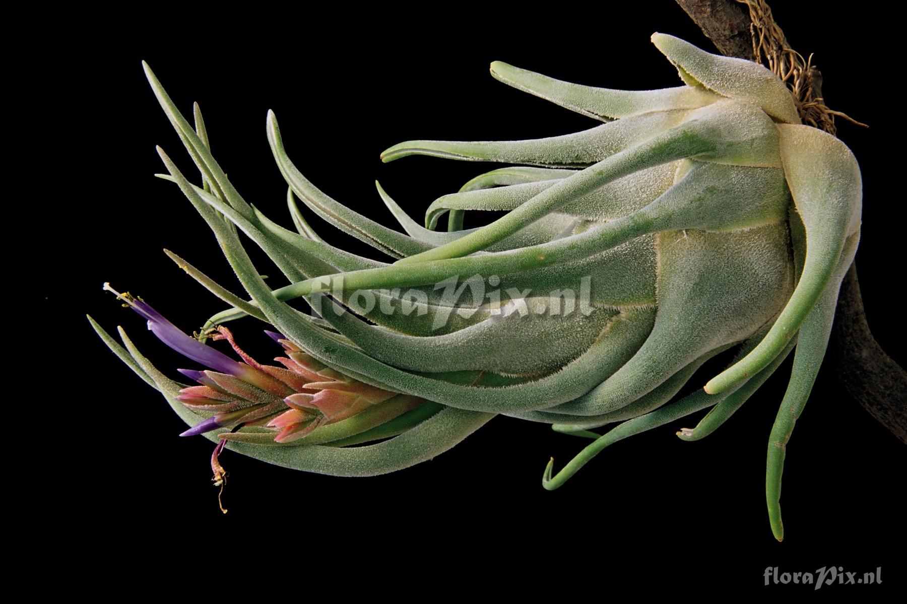 Tillandsia seleriana