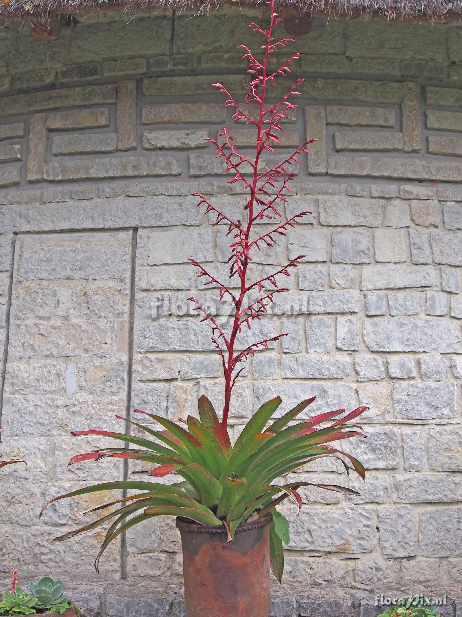 Tillandsia tovarensis