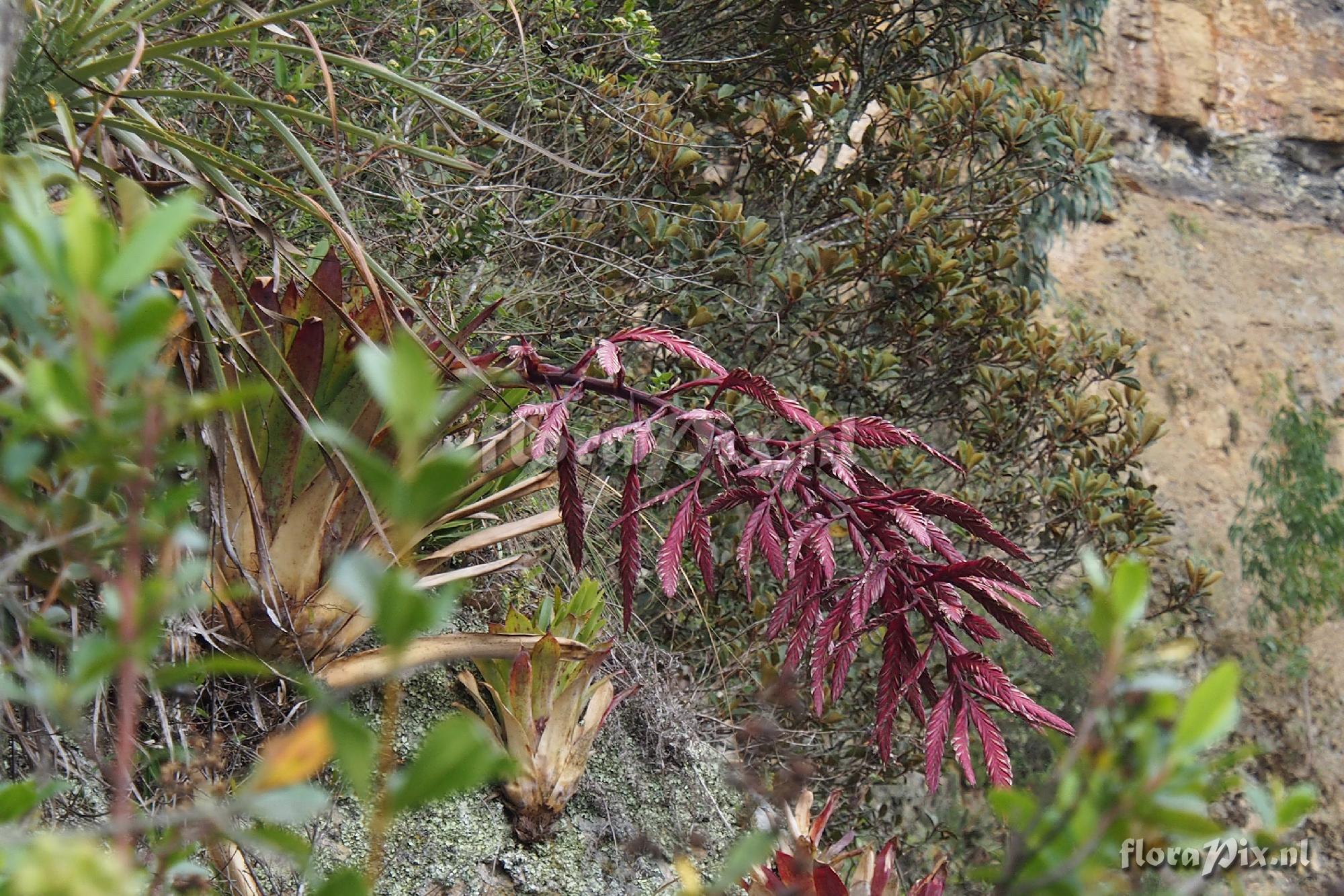 Tillandsia sagasteguii