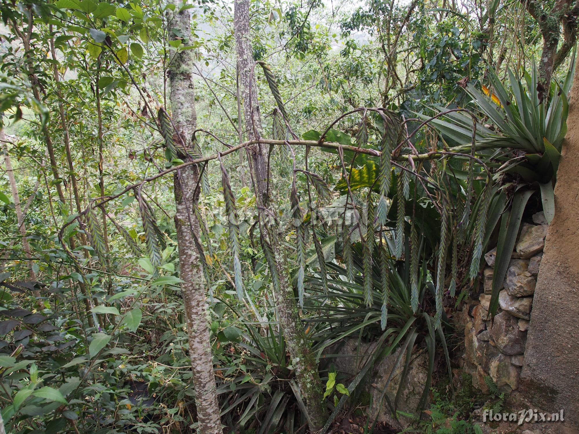 Tillandsia ferreyrae