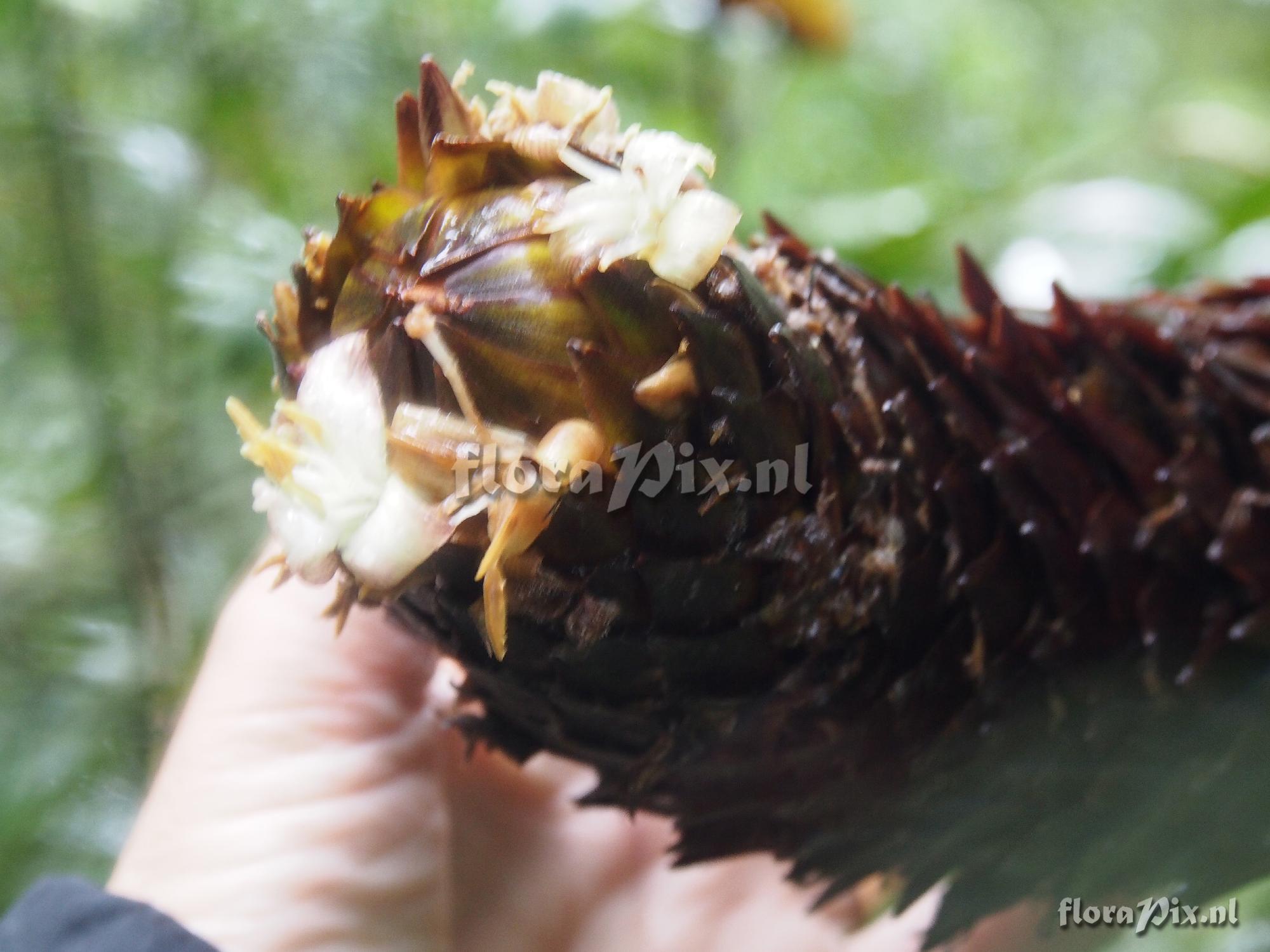 Guzmania aff. farciminiformis