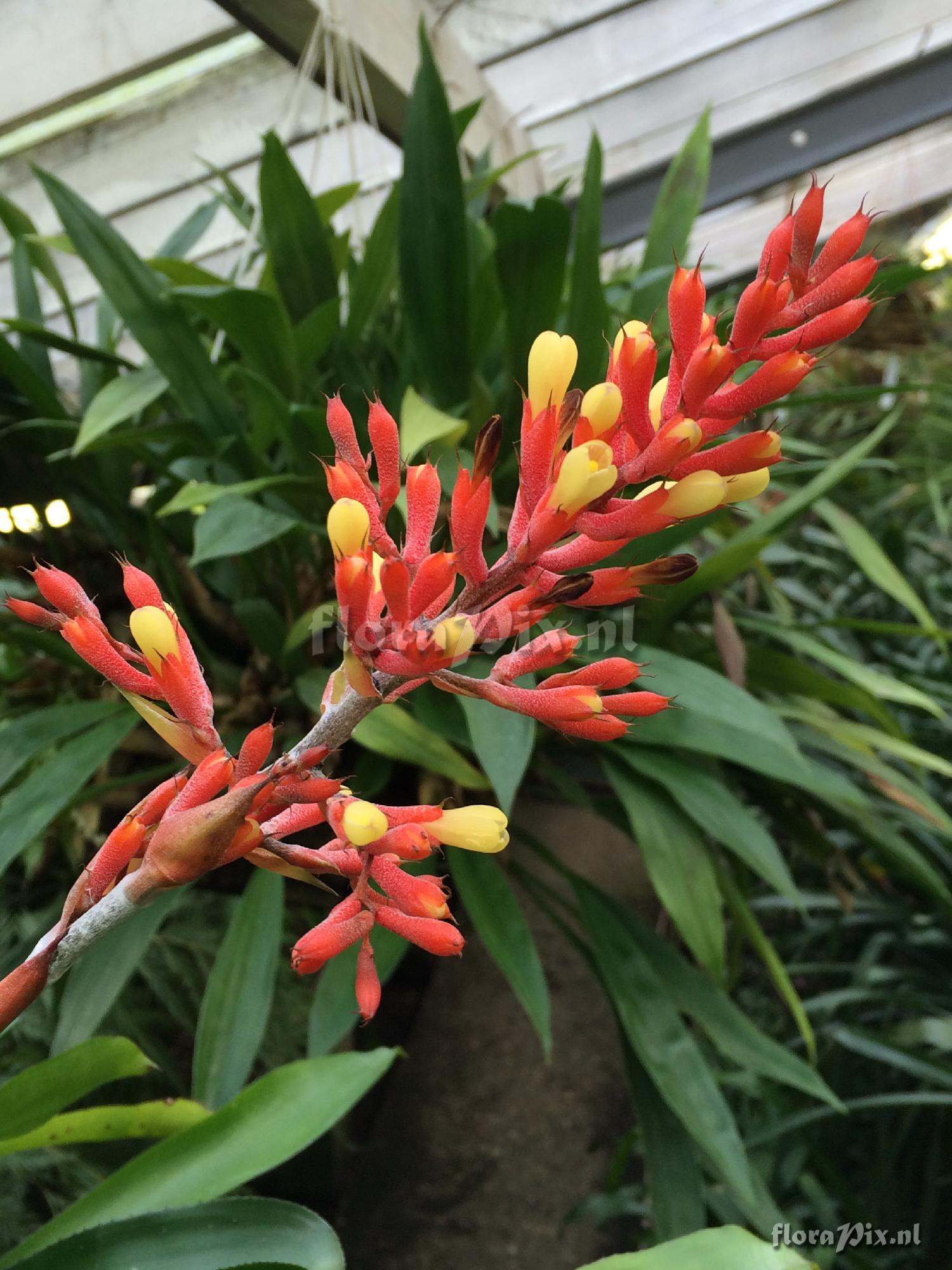 Aechmea caudata