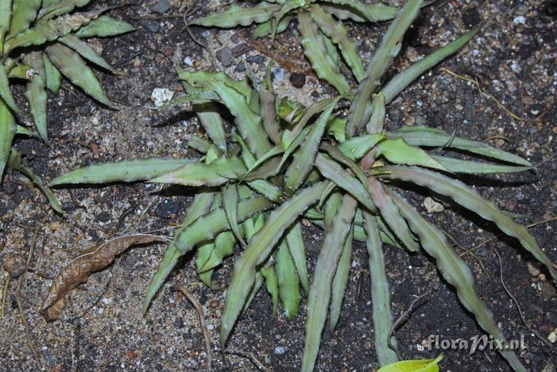 Cryptanthus praetextus