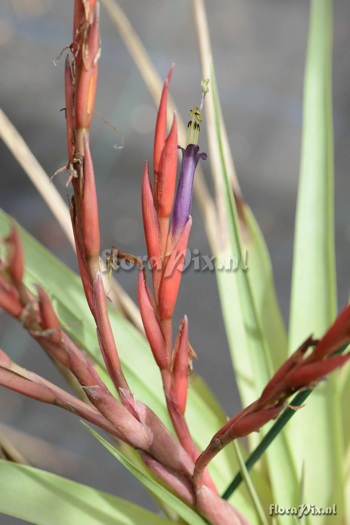 Tillandsia rauhii??