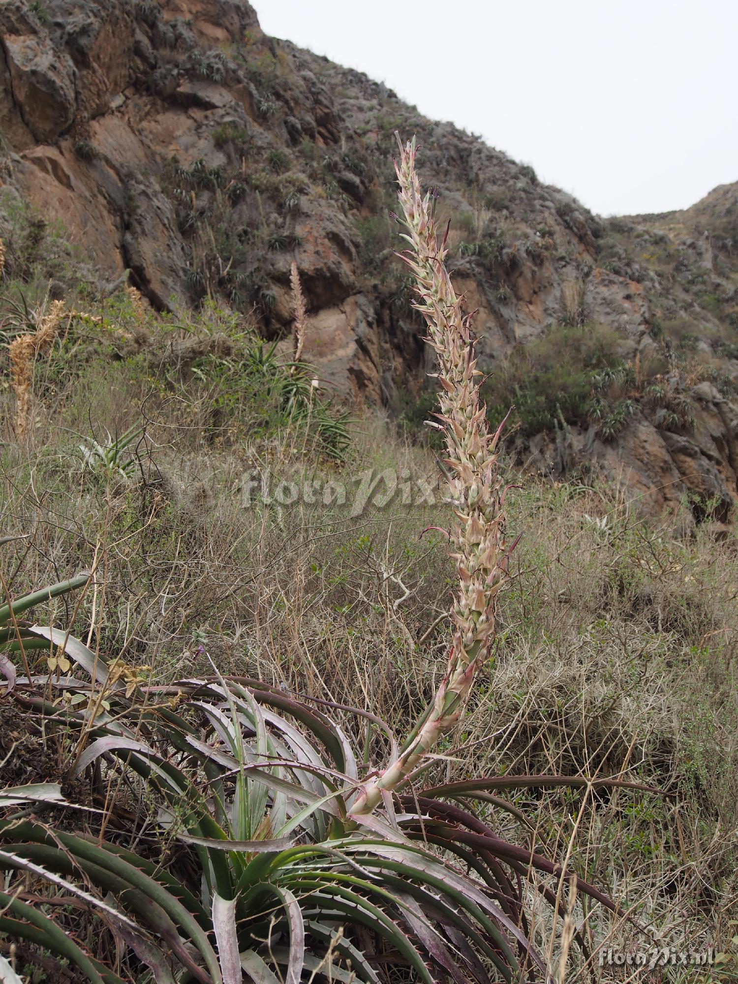 Puya densiflora