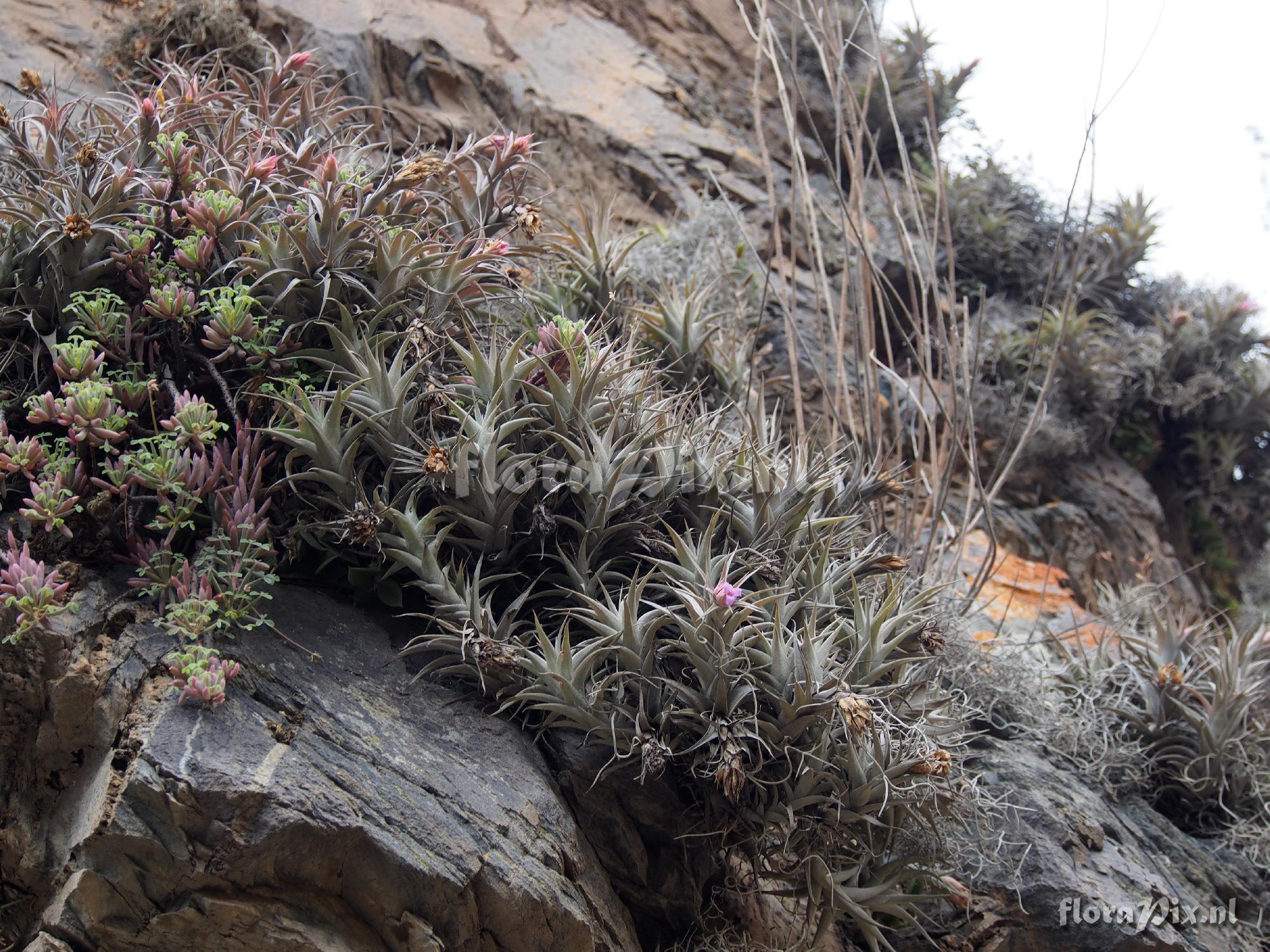 Tillandsia nana