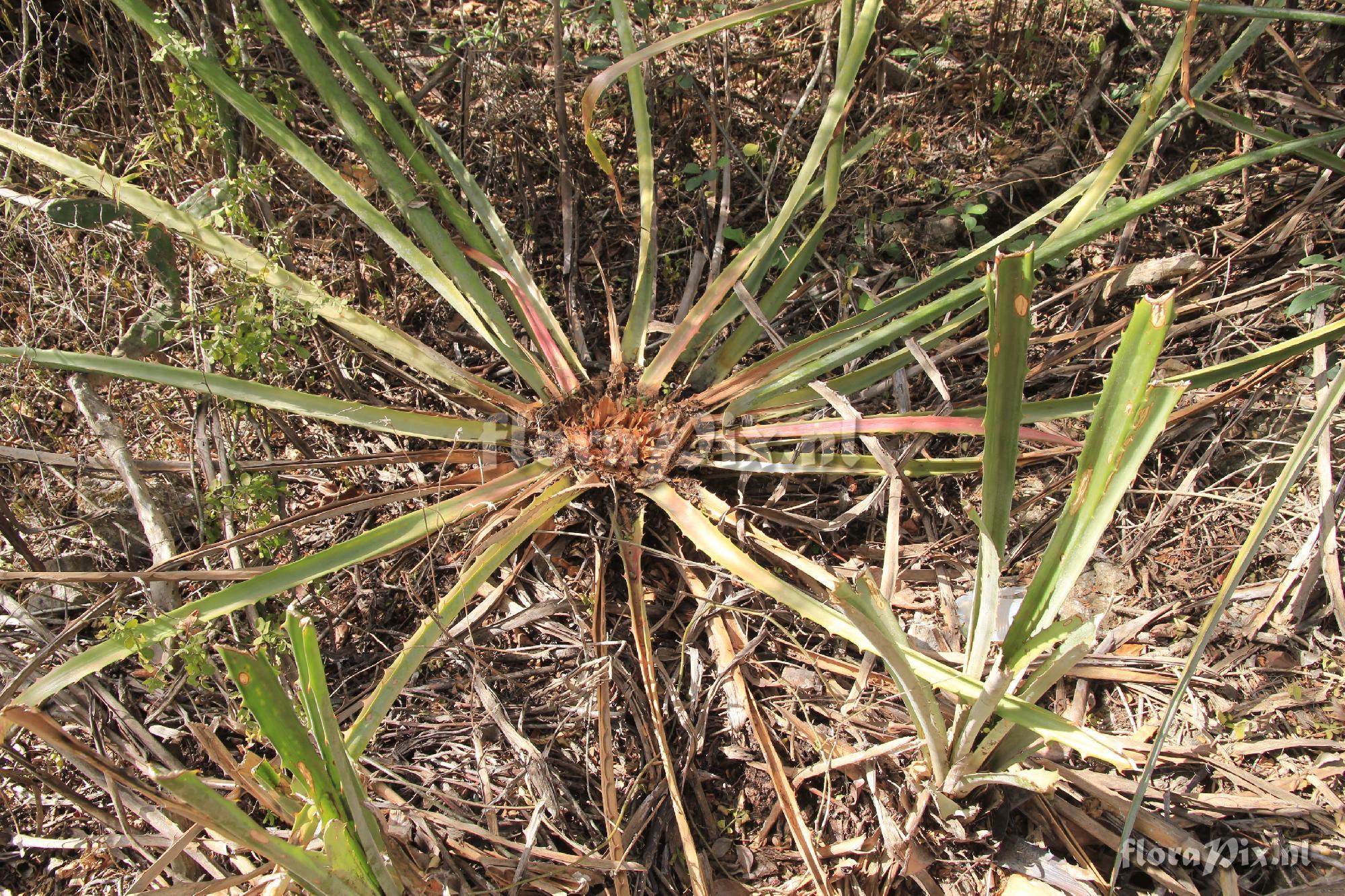 Bromelia karatas L.