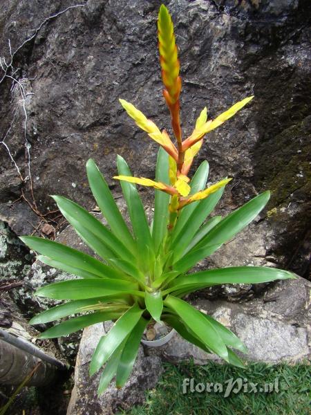 Vriesea 