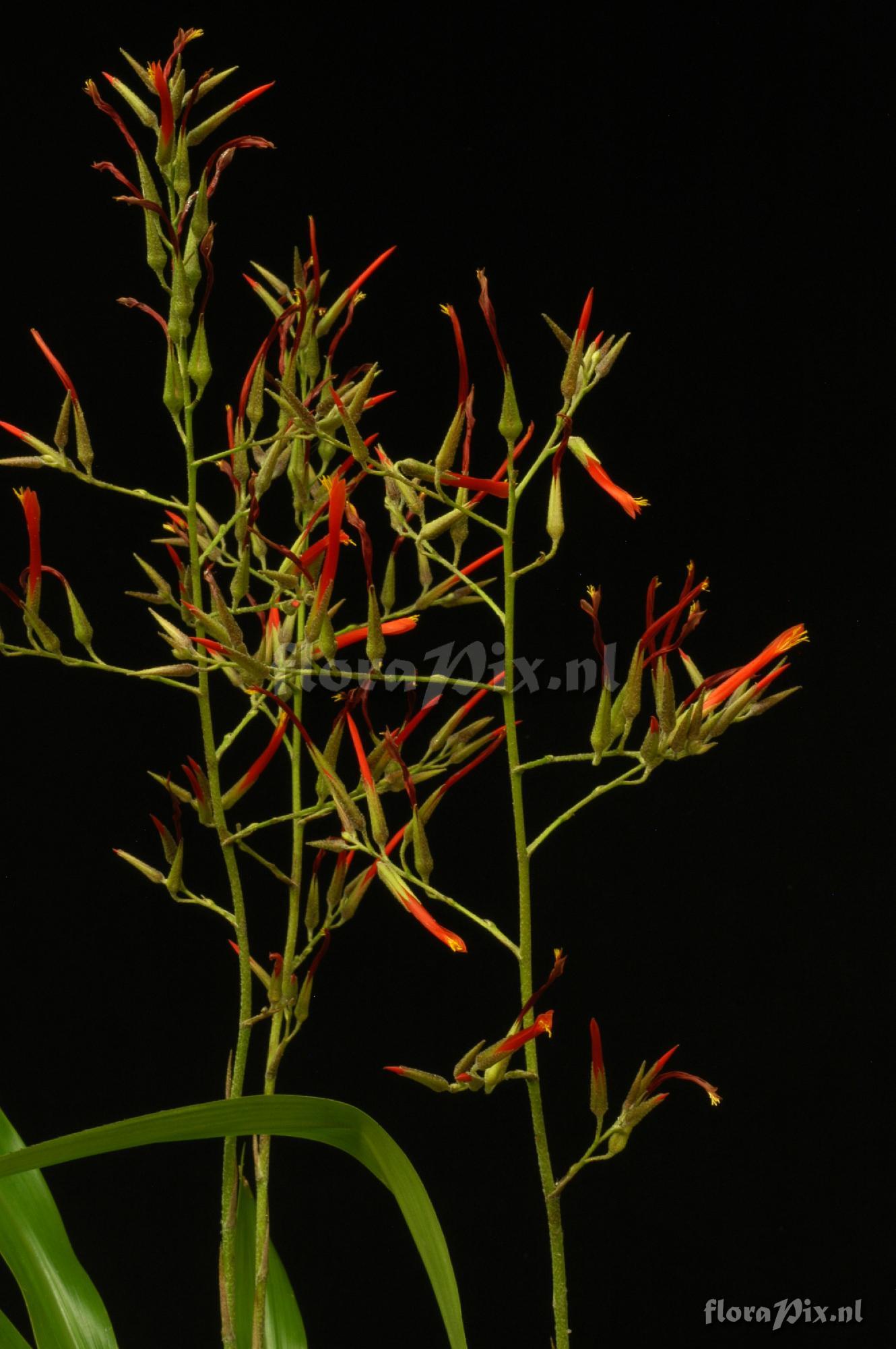 Pitcairnia pulverulenta 