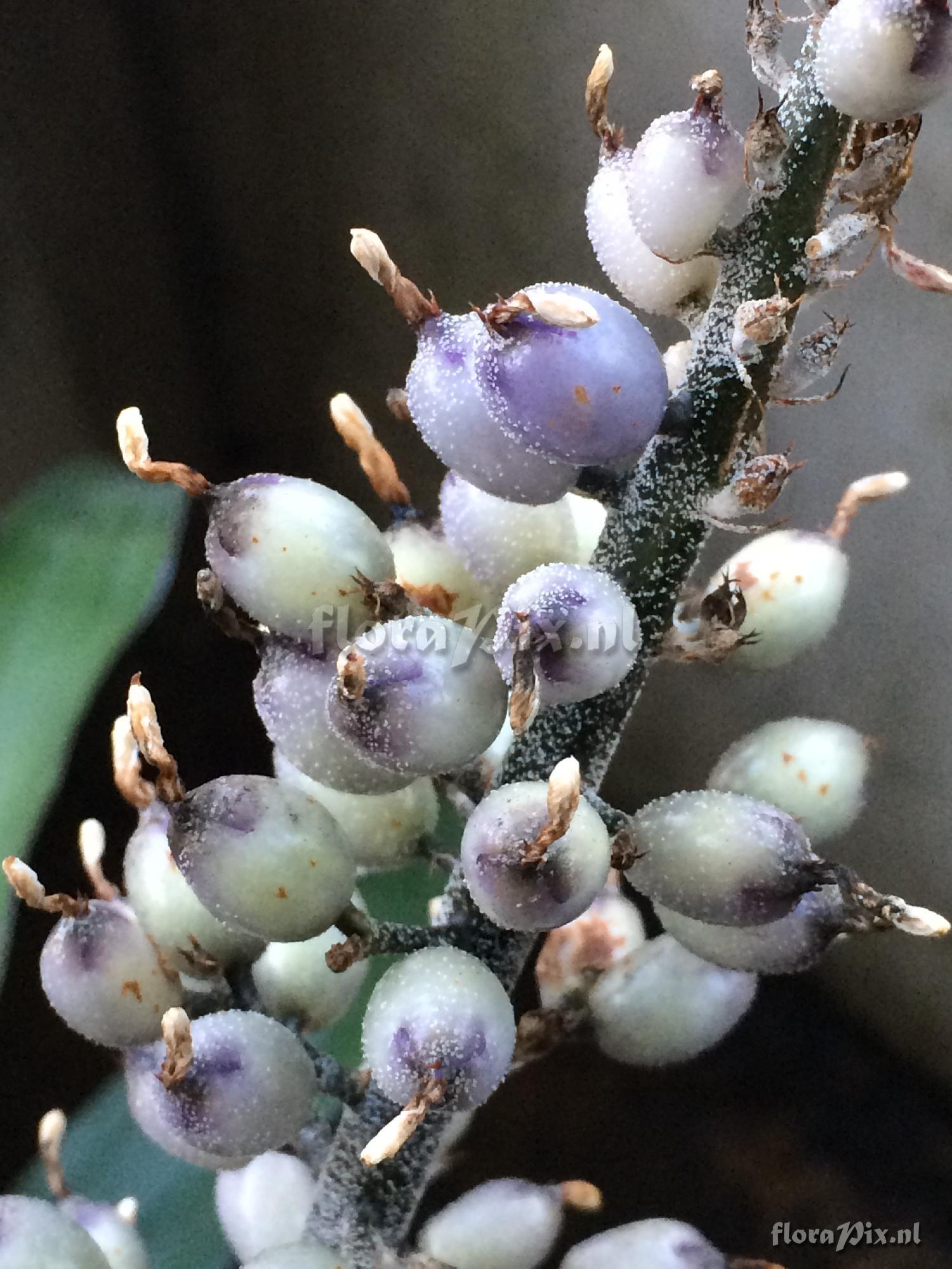 Aechmea lueddemanniana