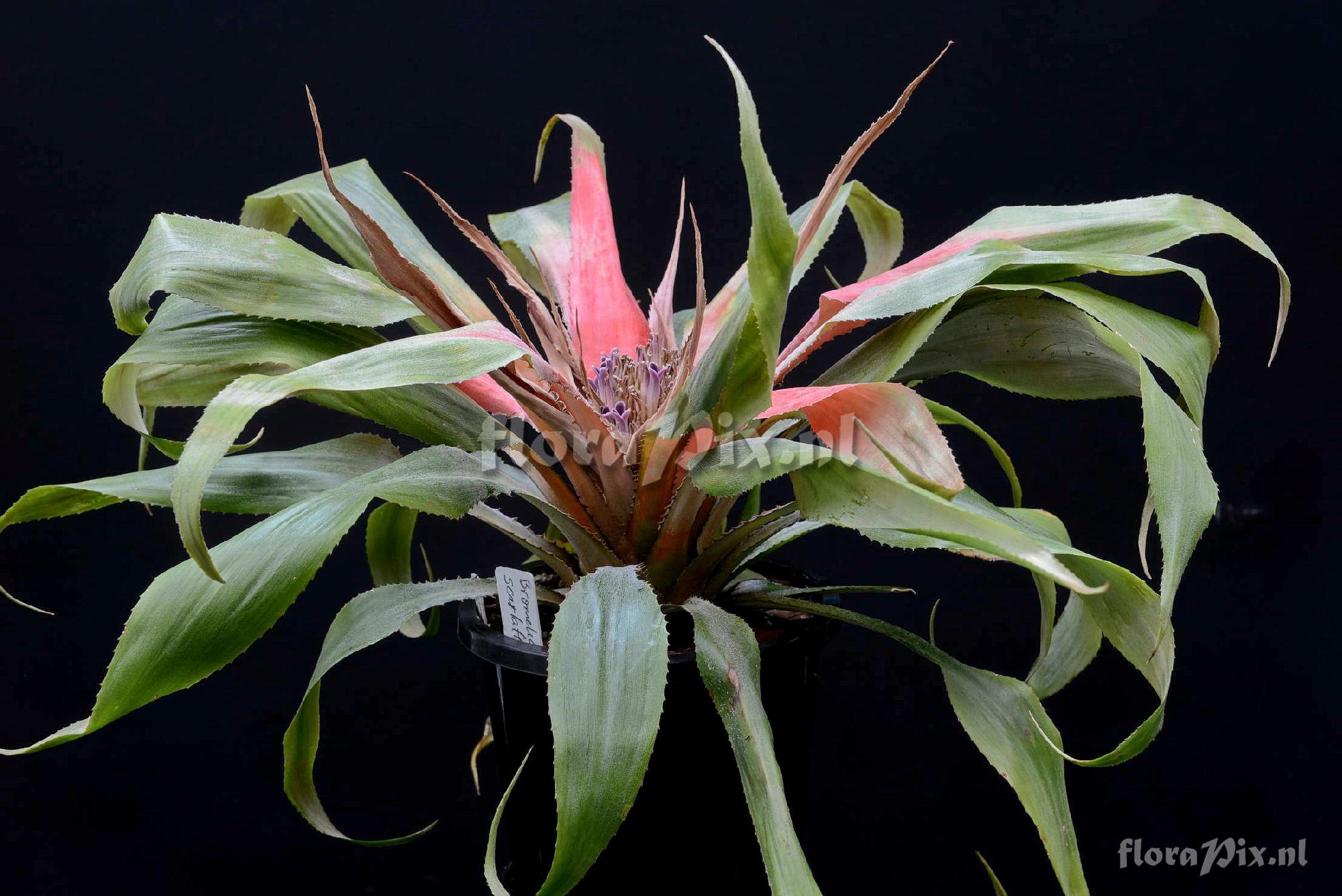 Bromelia scarlatina