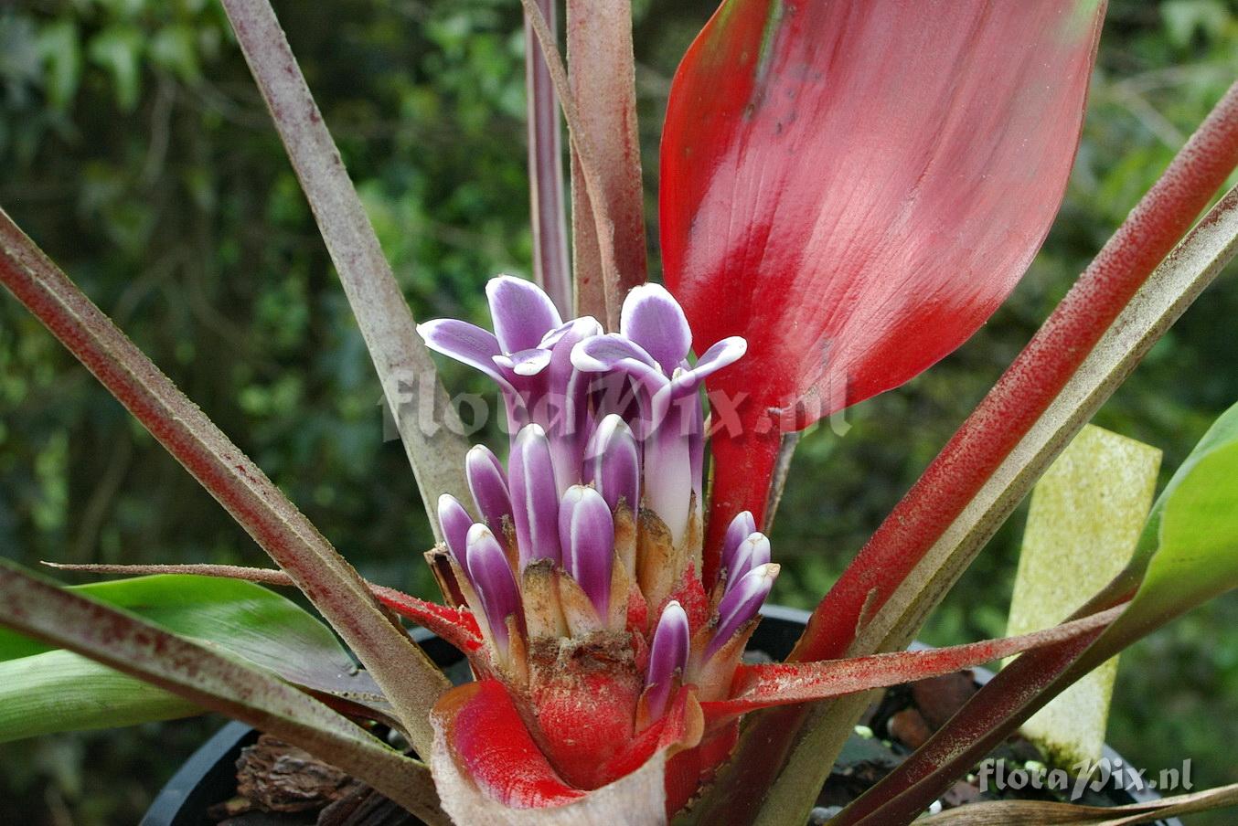 Bromelia scarlatina