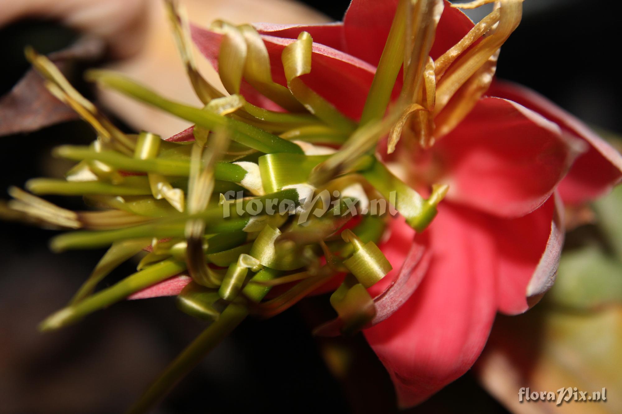 Billbergia decora