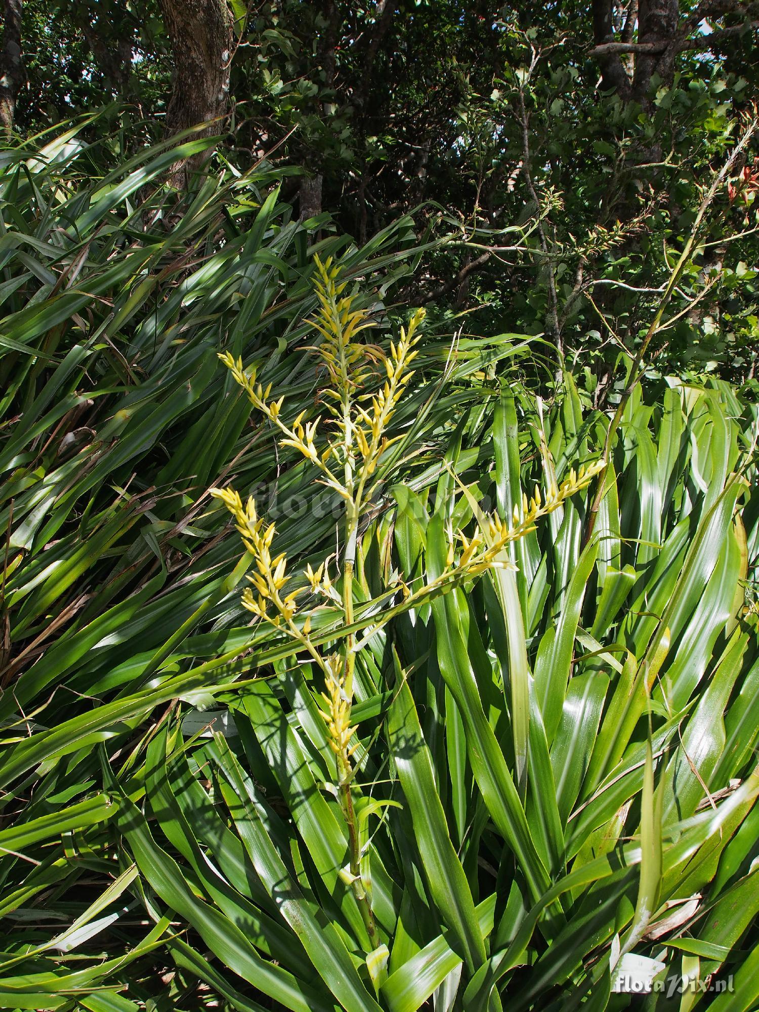 Pitcairnia microtrinensis?