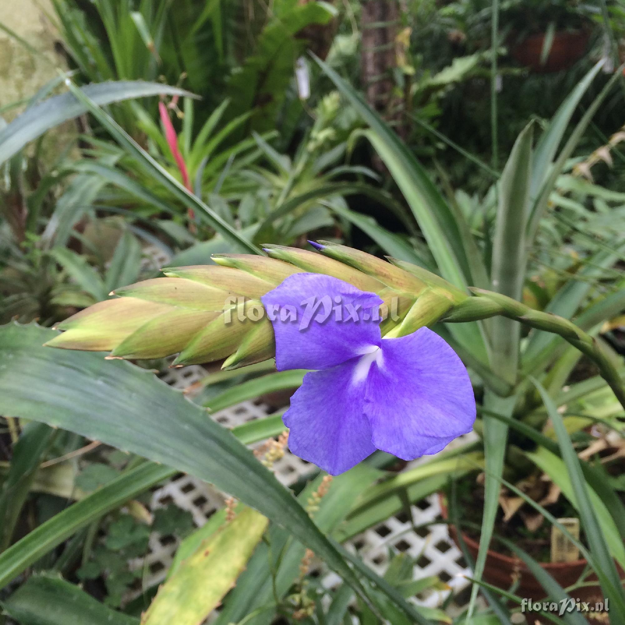 Tillandsia lindenii