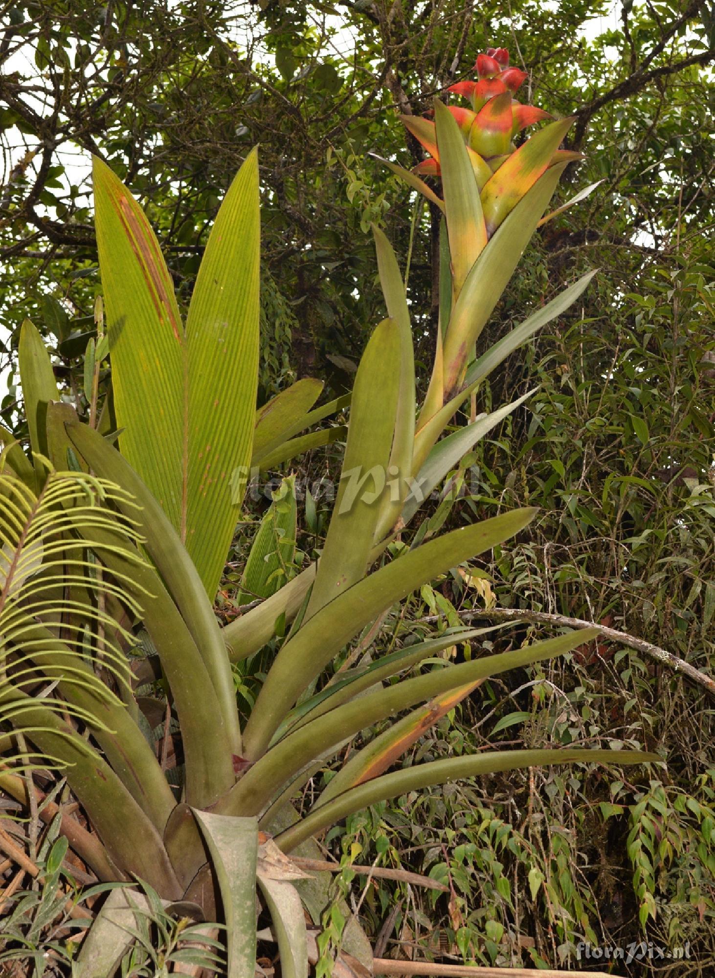 Guzmania squarrosa