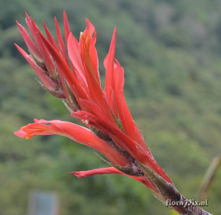 Pitcairnia pungens