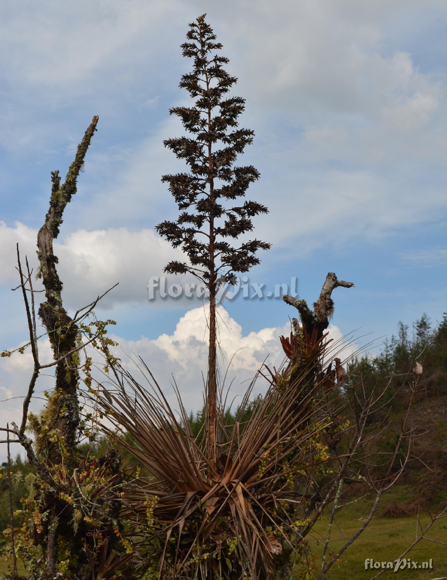 Tillandsia longifolia