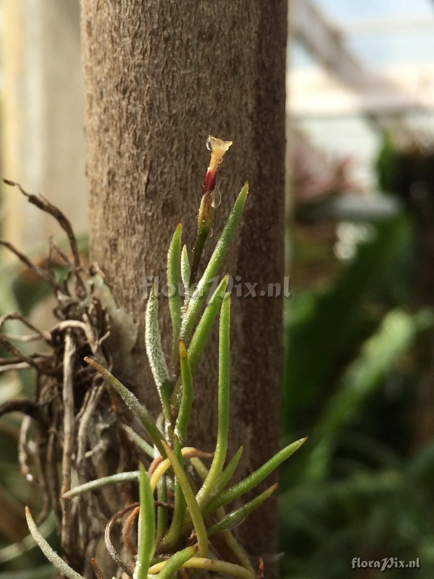 Tillandsia sp.