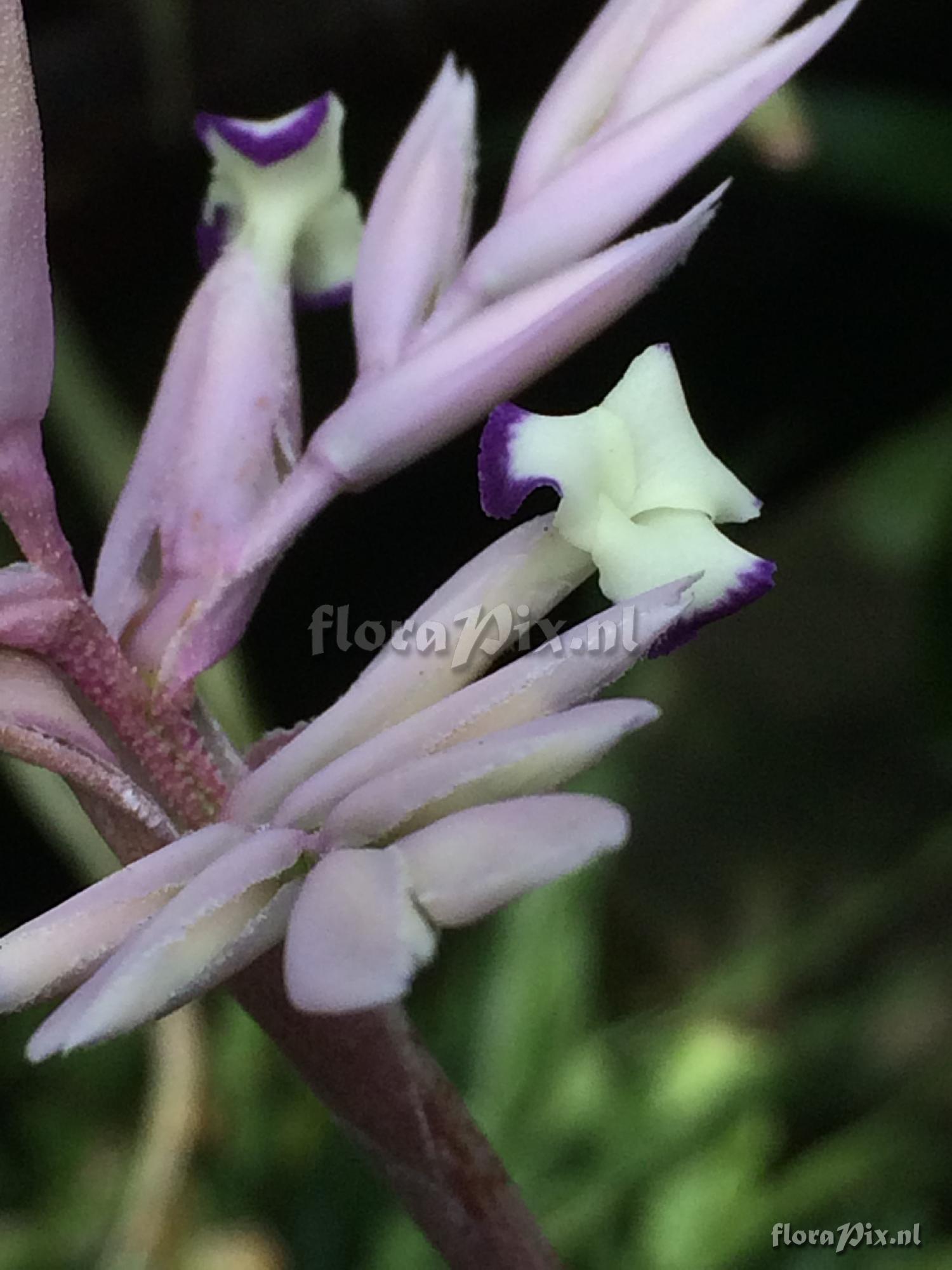 Tillandsia cacticola