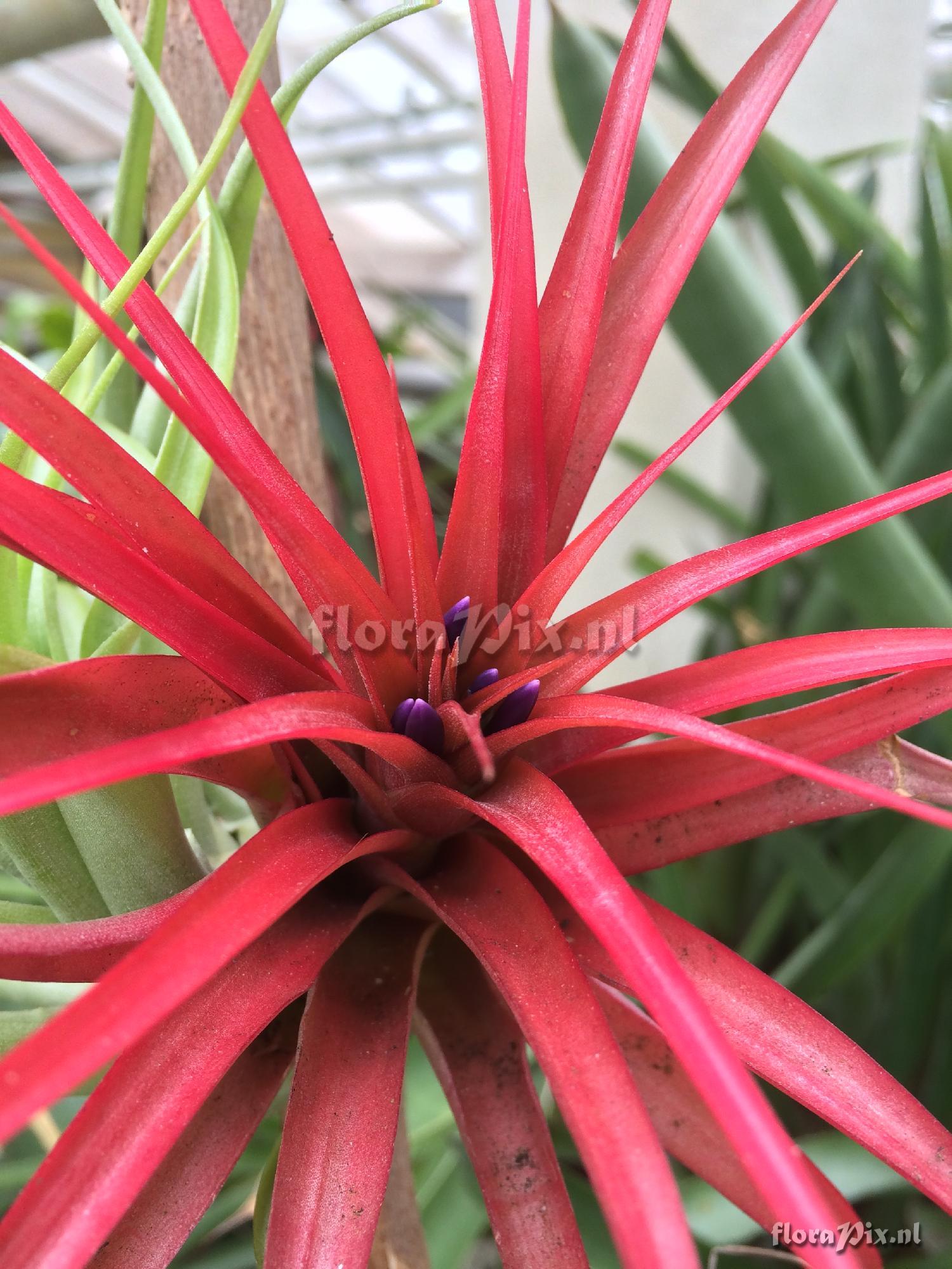 Tillandsia brachycaulos