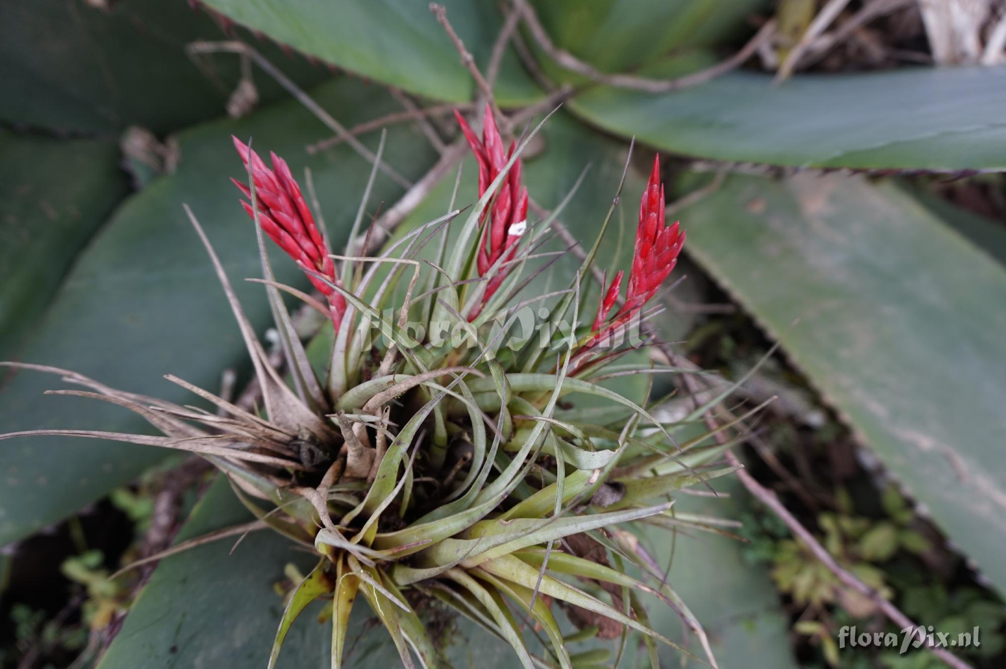 Tillandsia aff. gymnobotrya