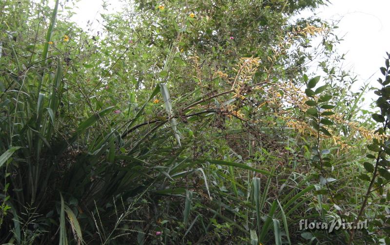 Pitcairnia echinata