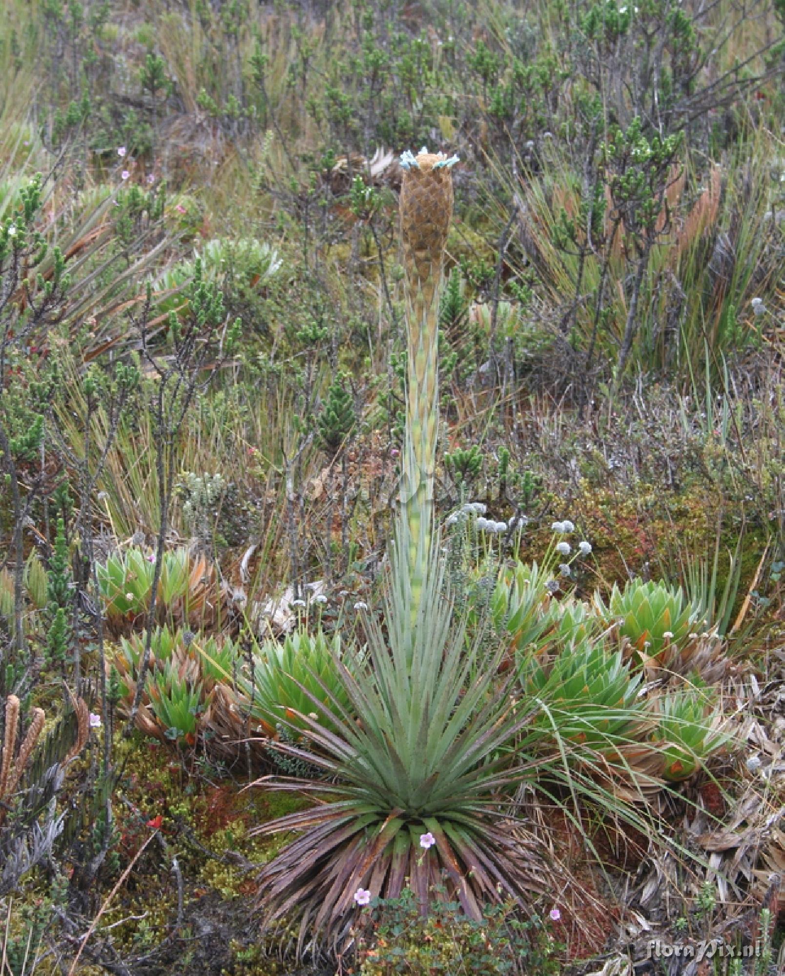 Puya sp.