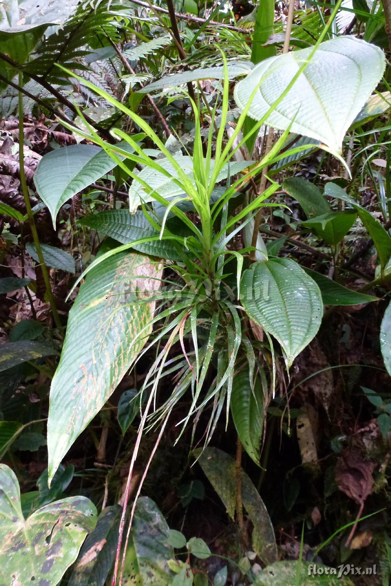 Guzmania sp?