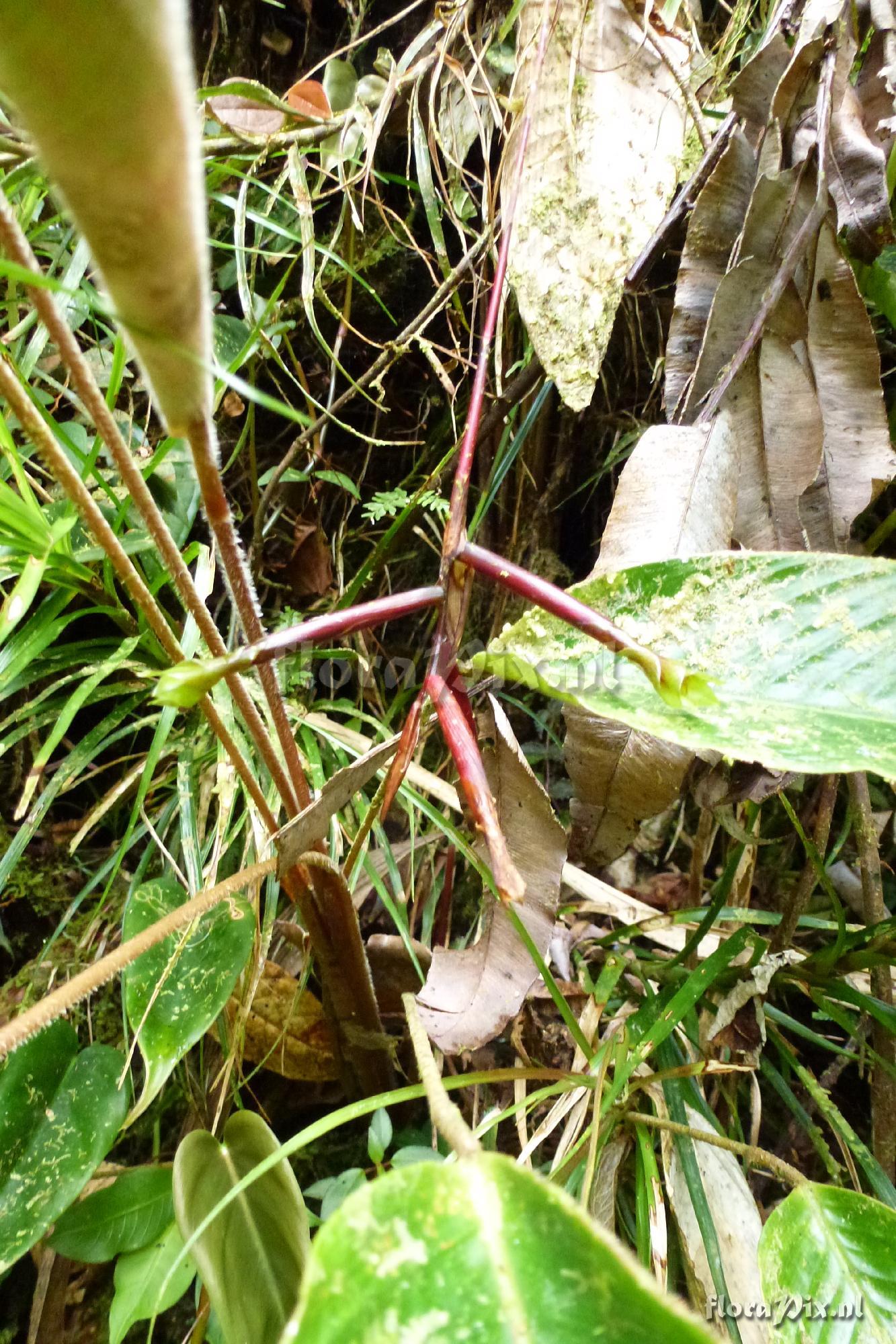 Guzmania sp?