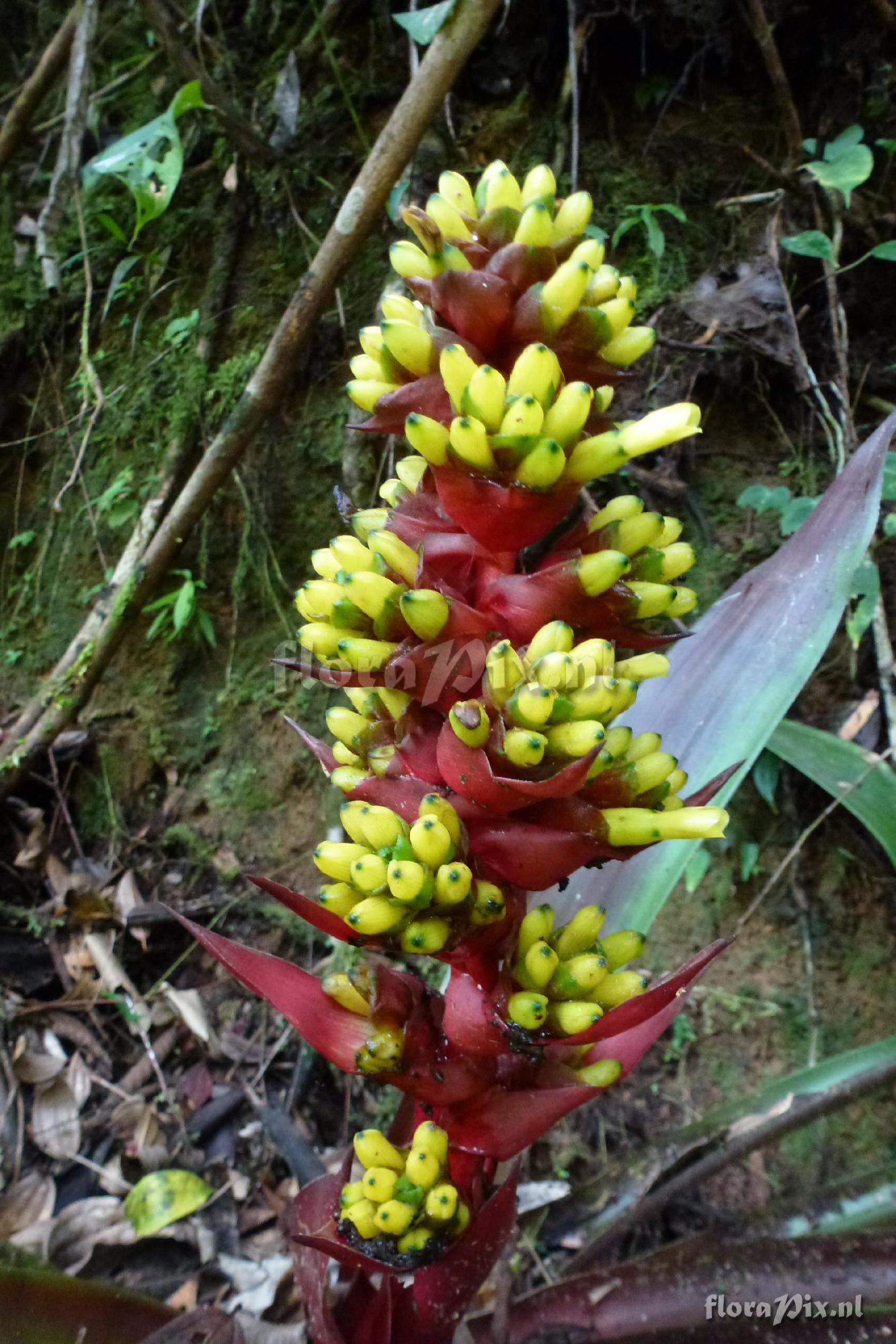 Guzmania testudinis ?