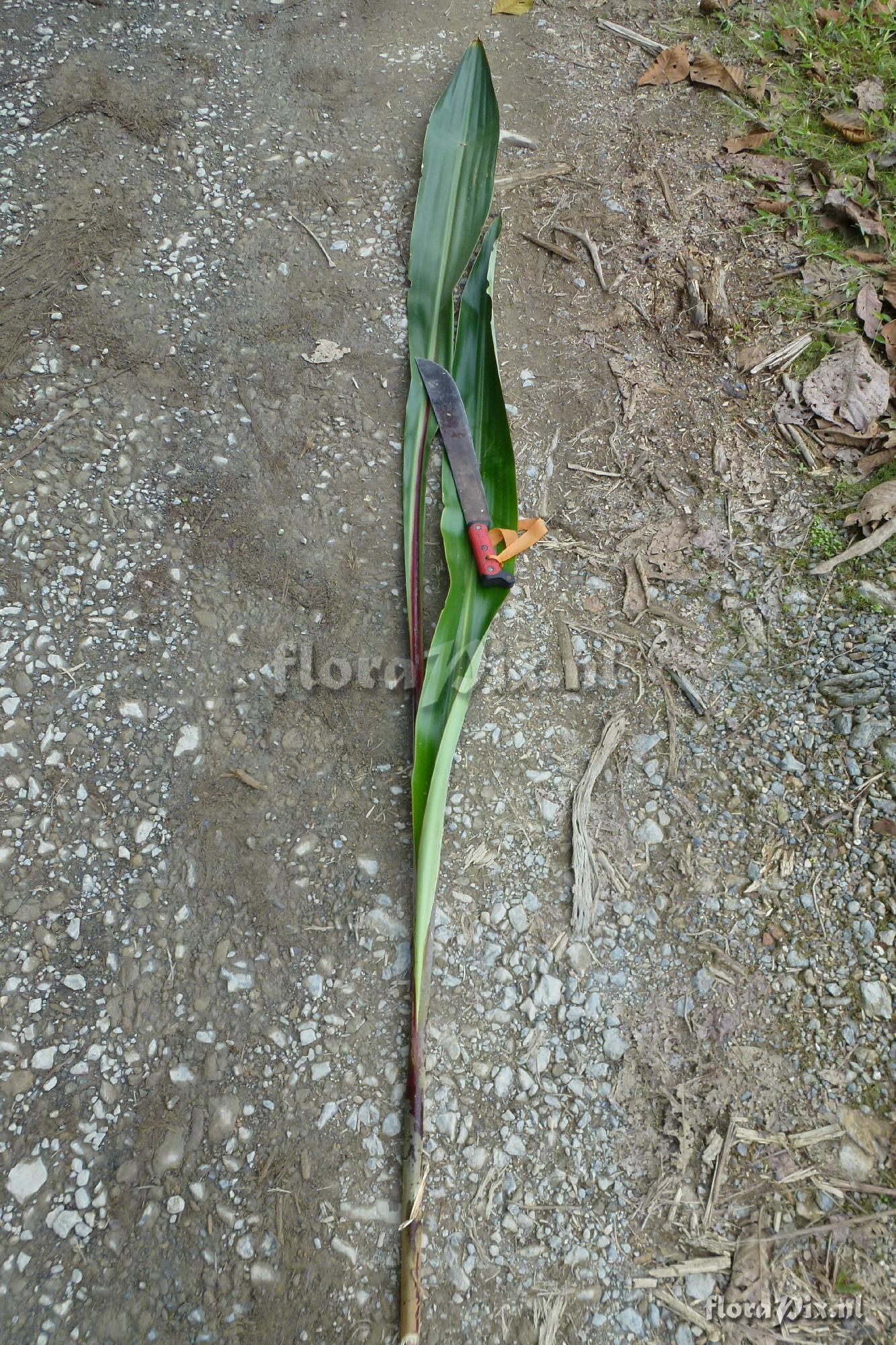 Pitcairnia sp?