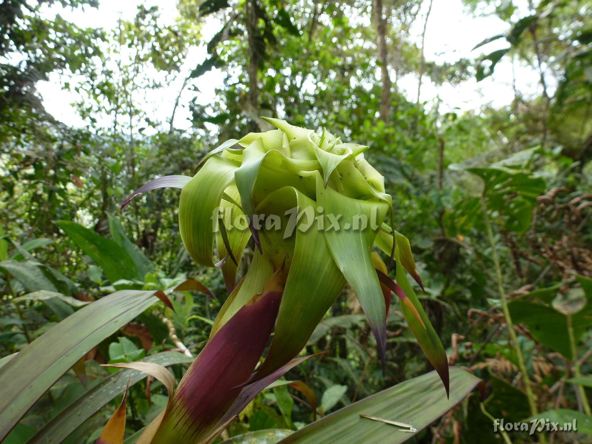 Guzmania sp?