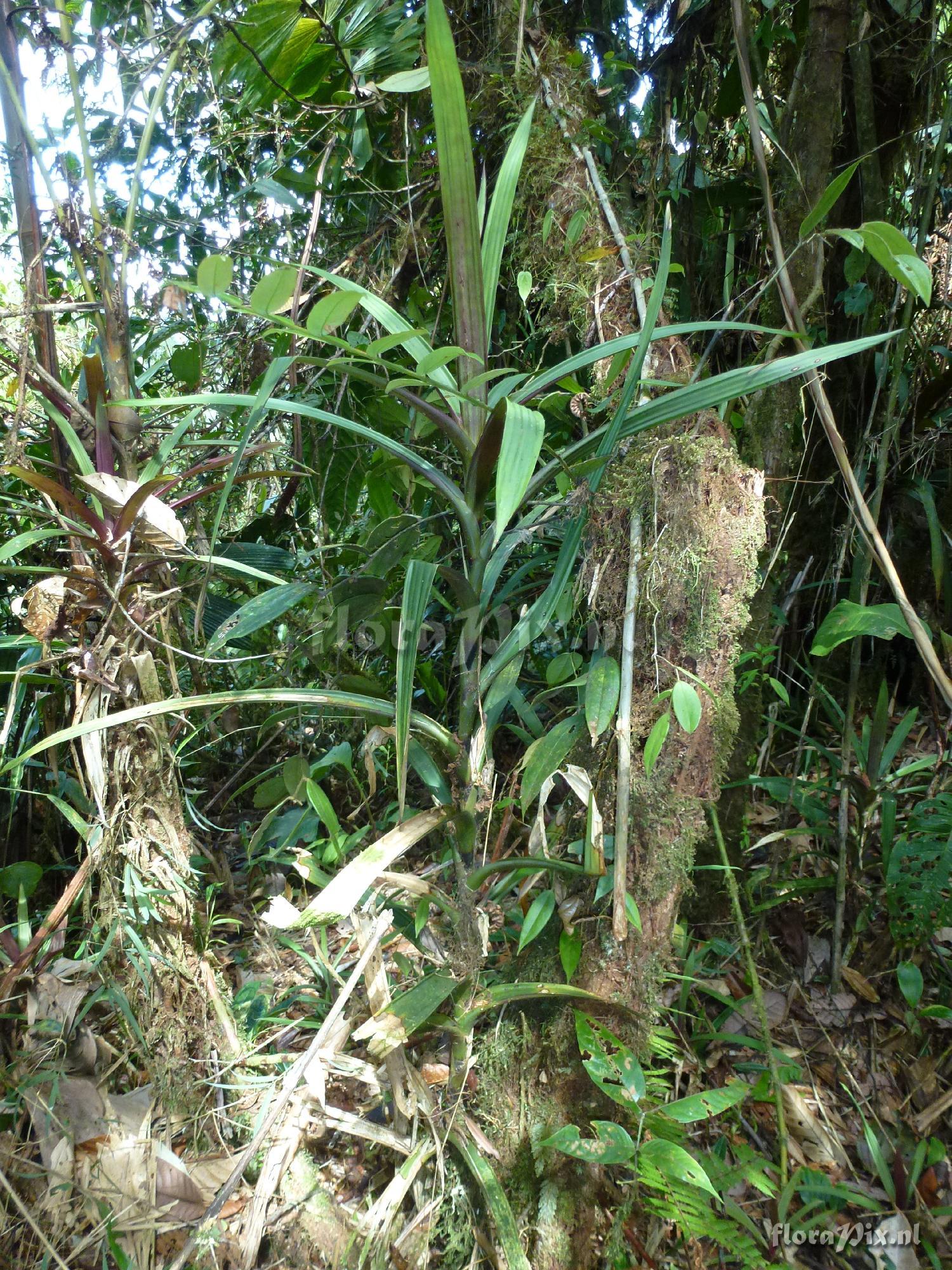 Guzmania flagellata