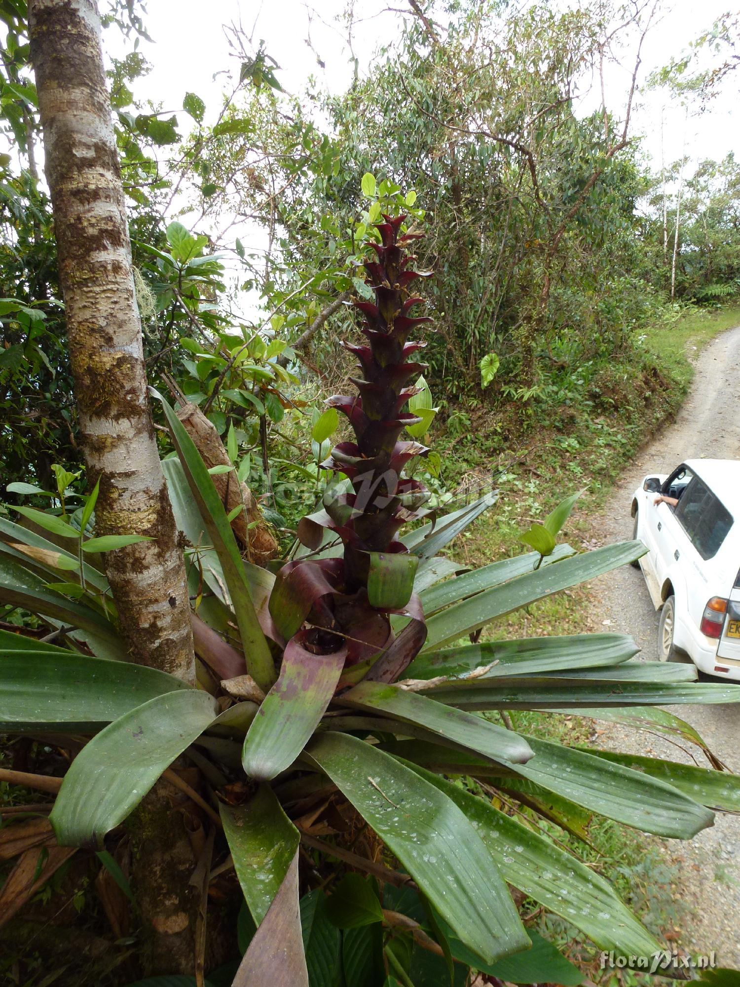 Guzmania pseudospectabilis