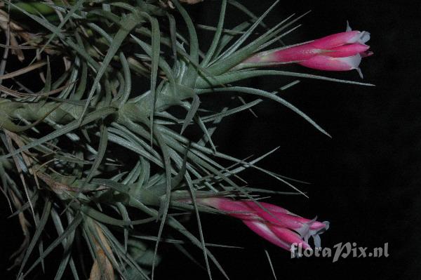 Tillandsia tenuifolia EG627