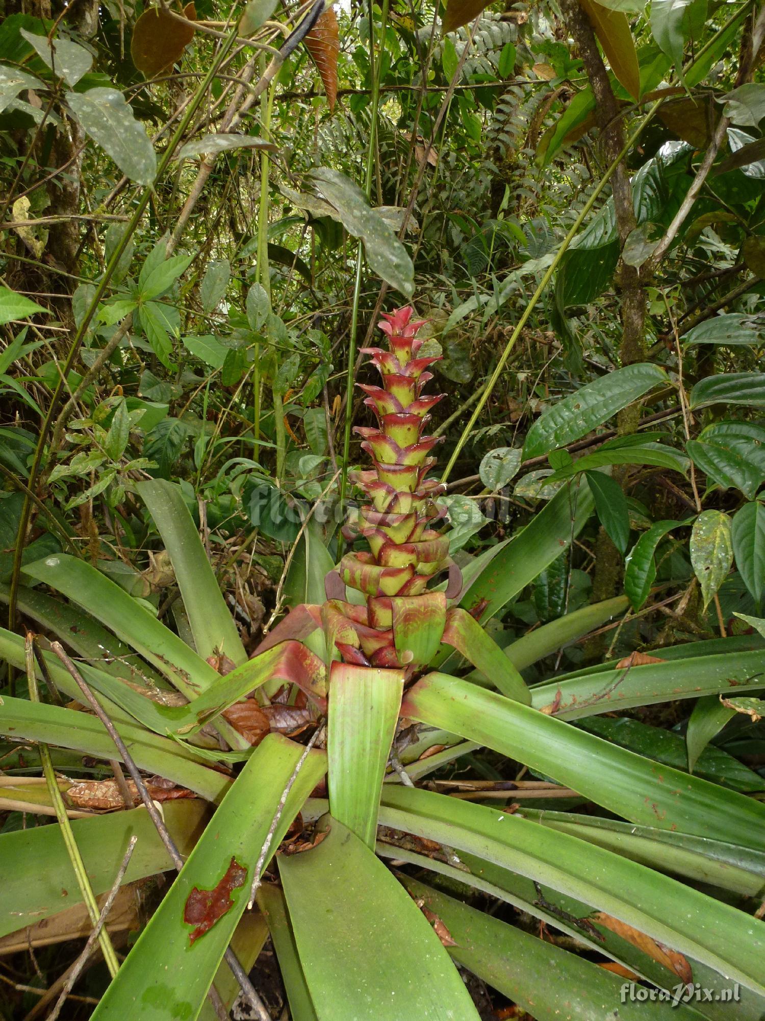 Guzmania pseudospectabilis