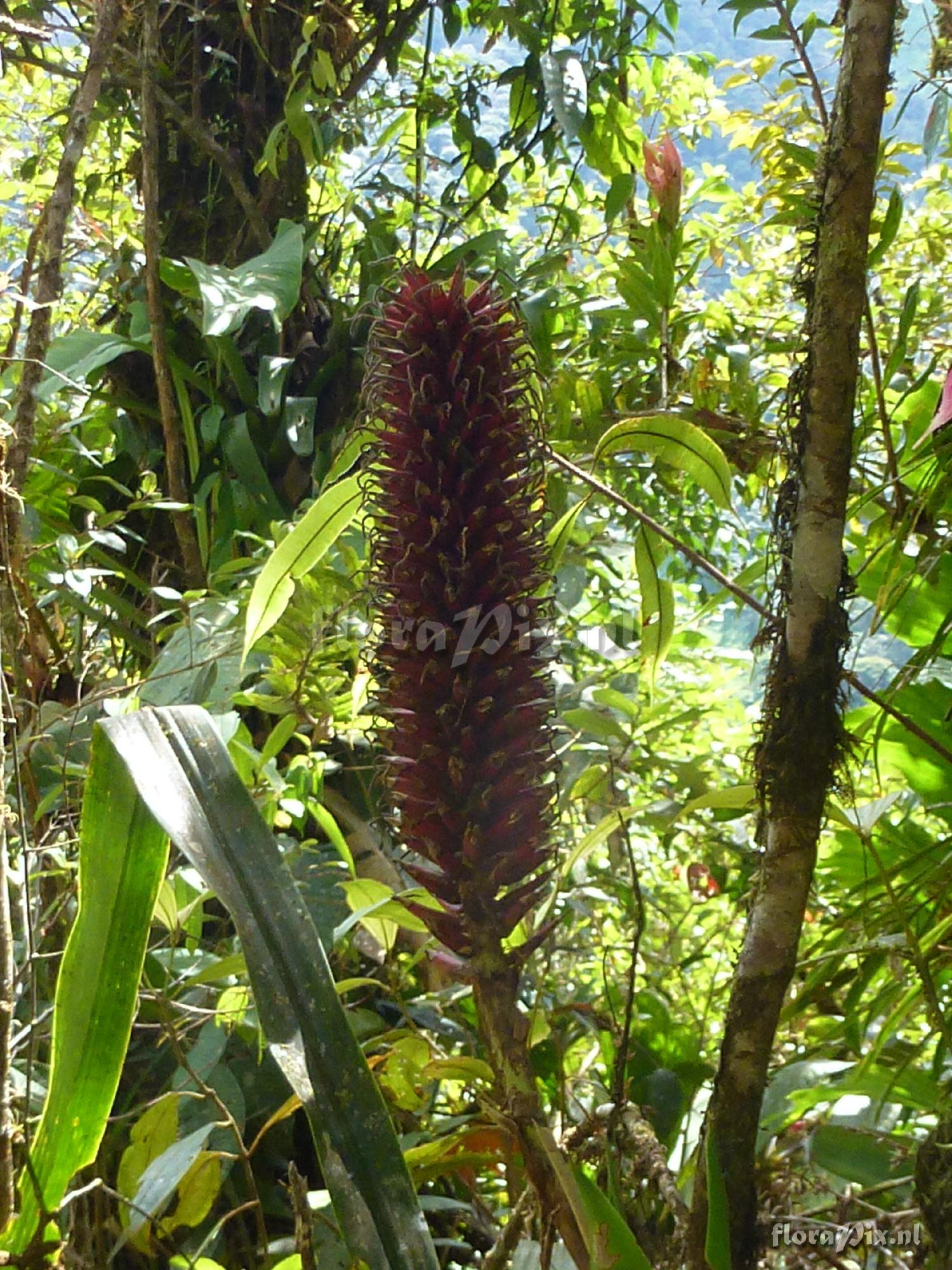 Pitcairnia sp?