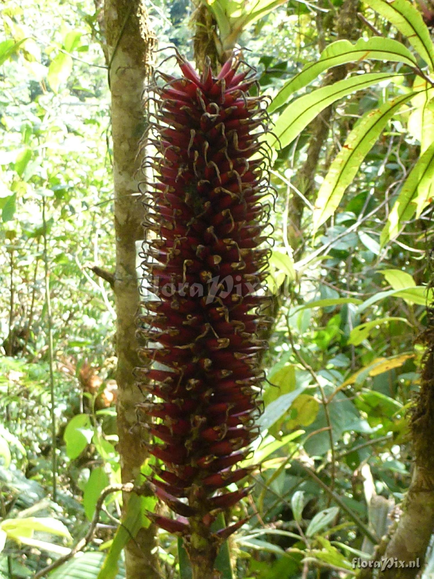 Pitcairnia sp?