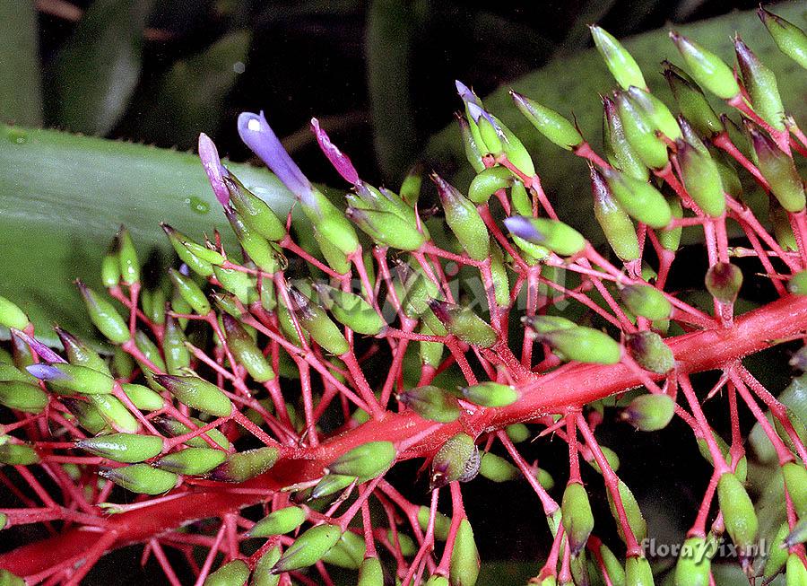 Aechmea fendleri