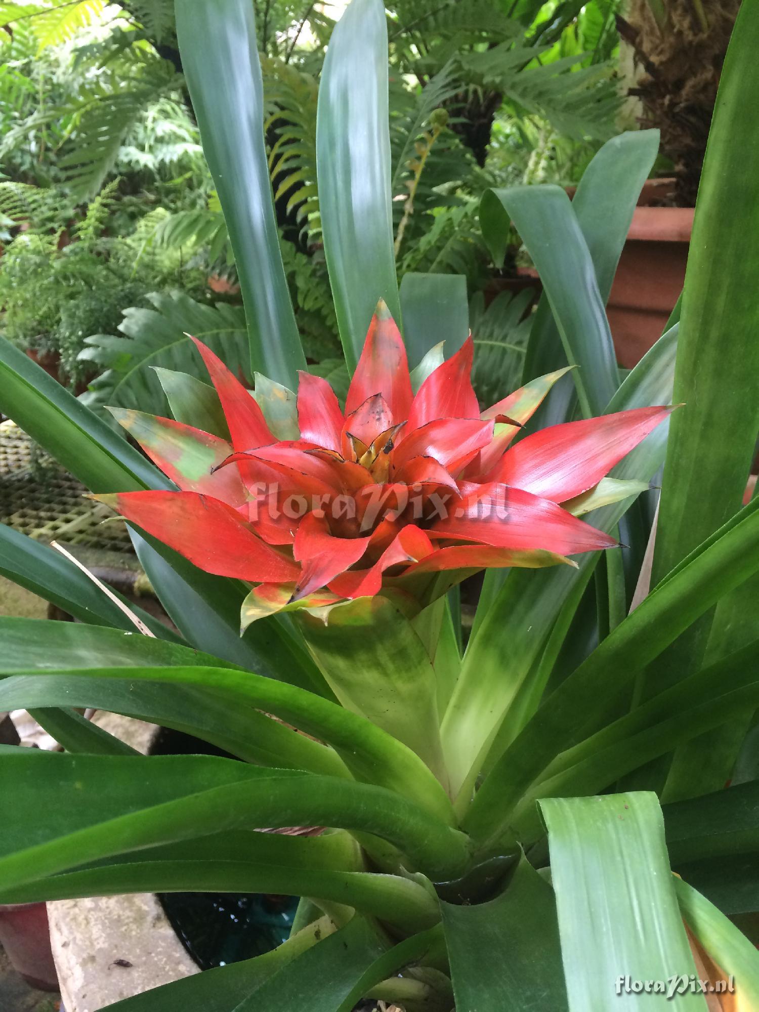 Guzmania lingulata hybrid