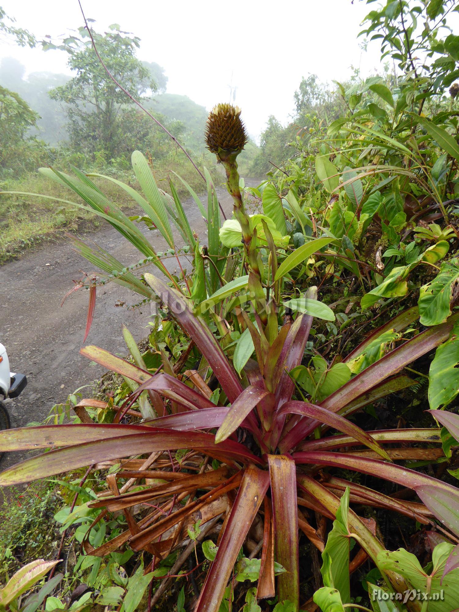 Guzmania triangularis