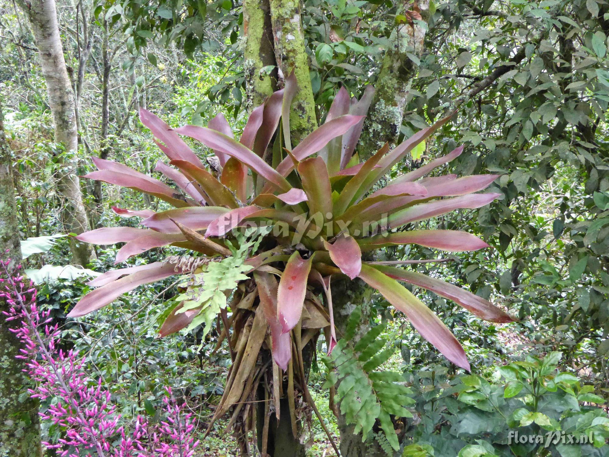 Aechmea spectabilis