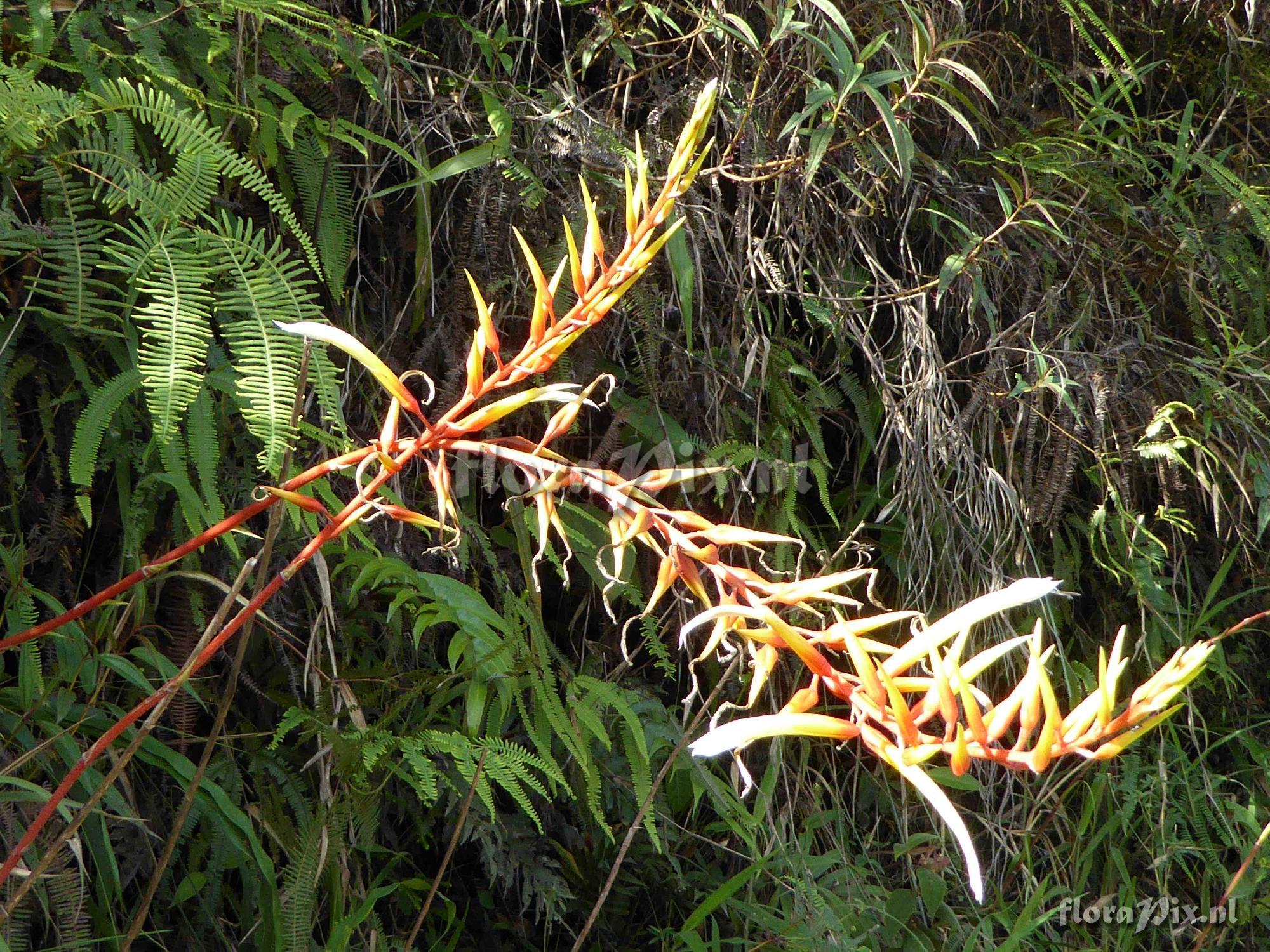 Pitcairnia sp?