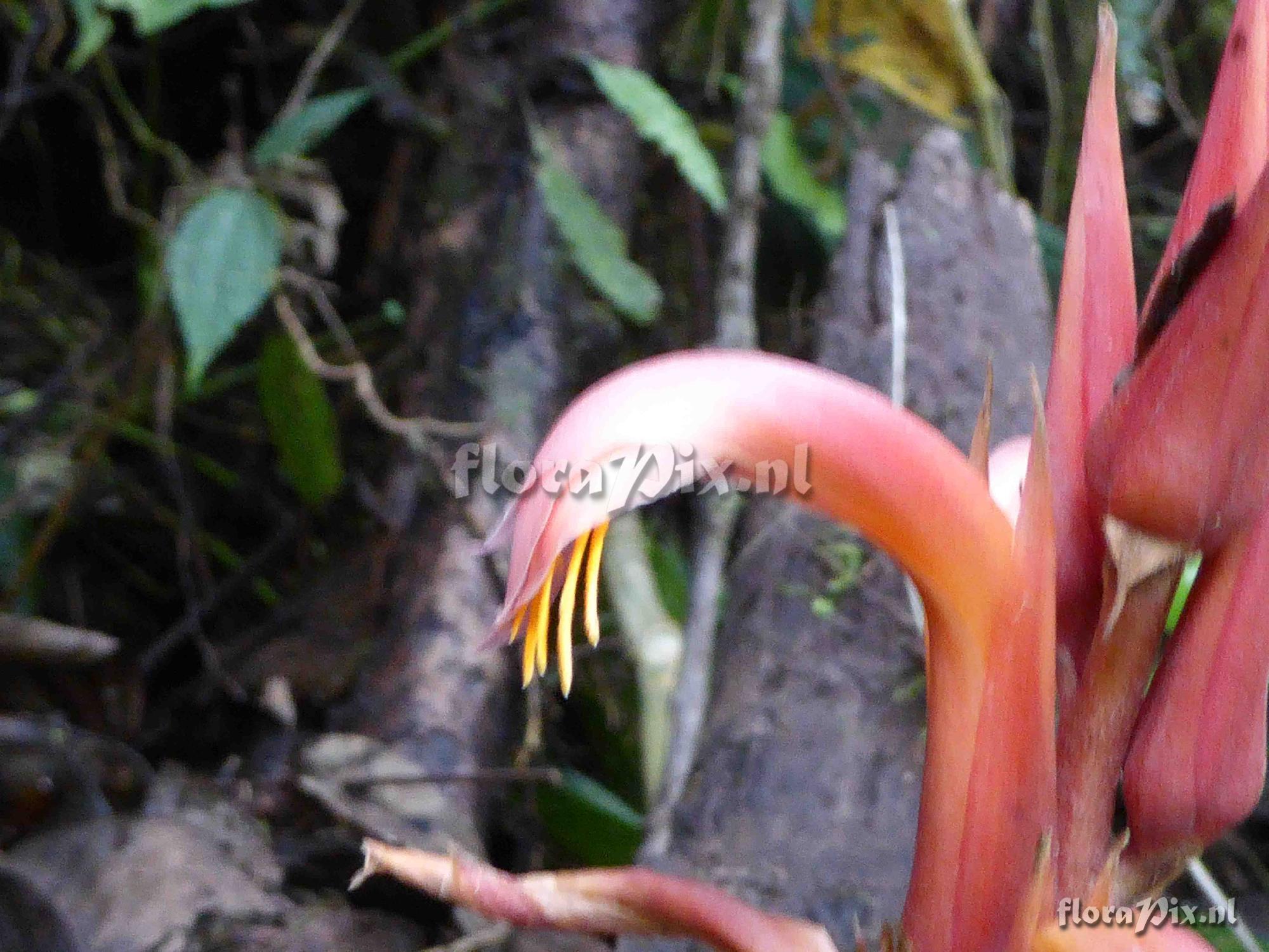 Pitcairnia sp?