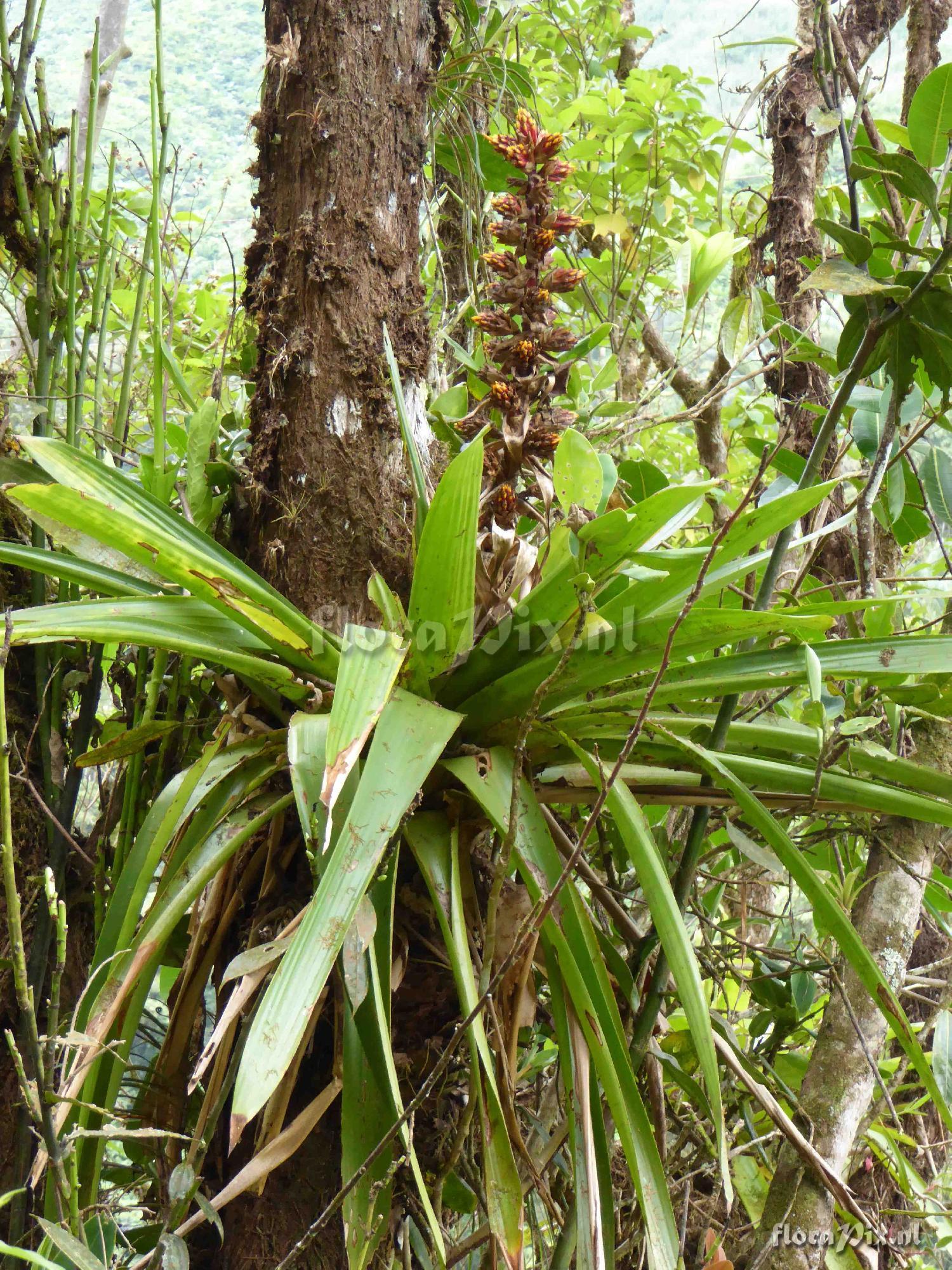 Mezobromelia sp