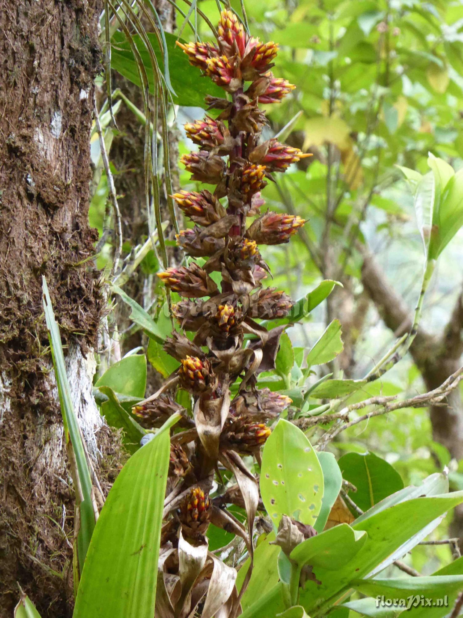 Mezobromelia sp