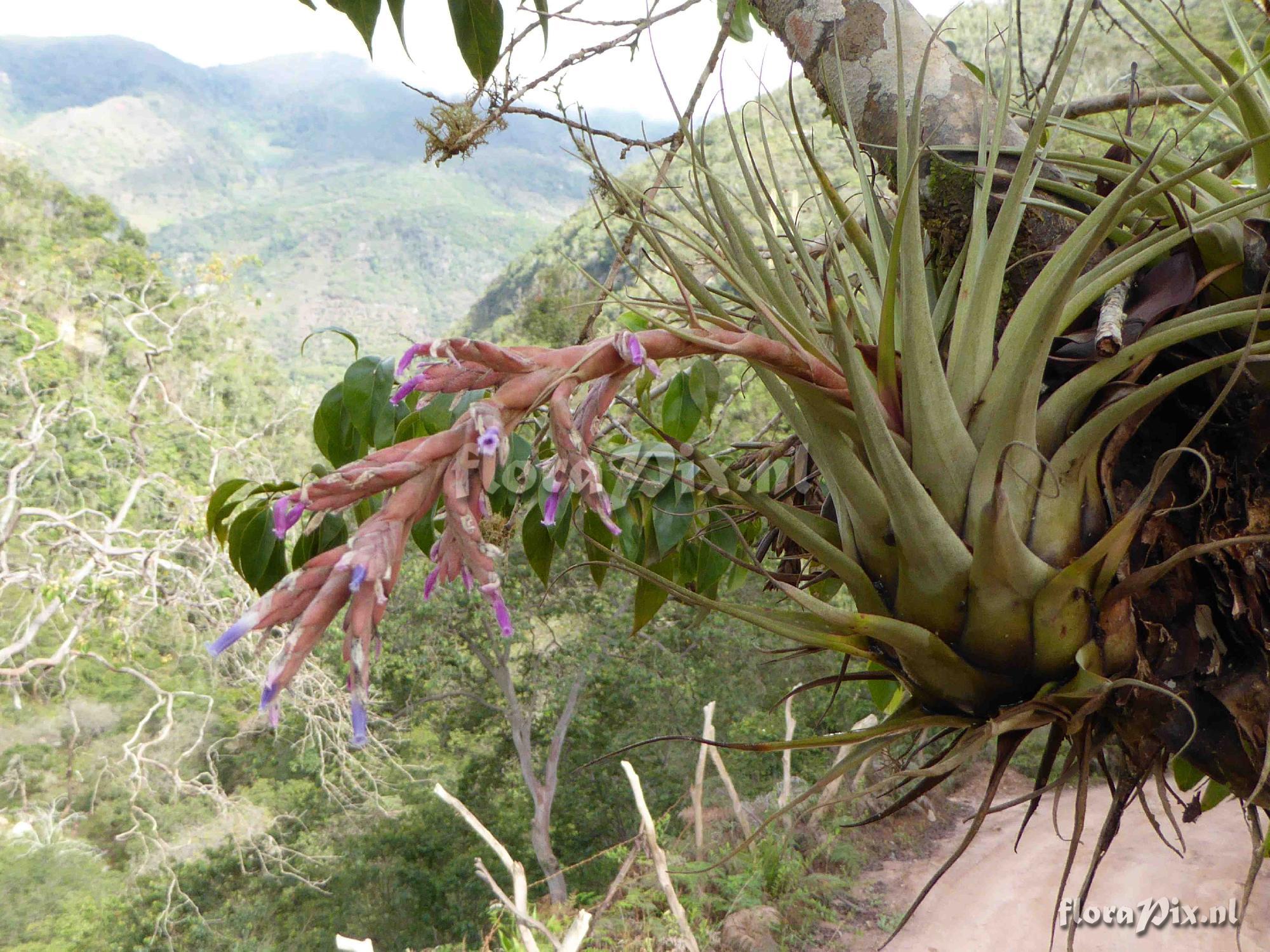 Tillandsia heterandra